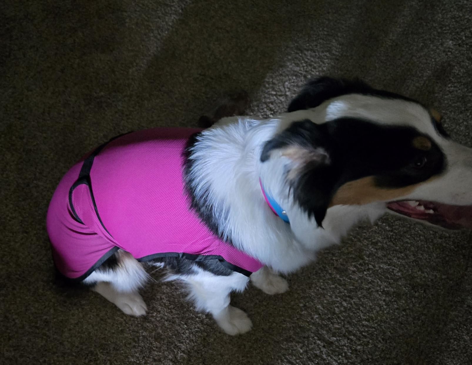 Dog Cooling Vest - Lightweight Evaporative Shirt with UV Protection for Small, Medium, and Large Dogs - Breathable Soft Fabric for Hot Weather (S, Dark Blue) customer photo 2