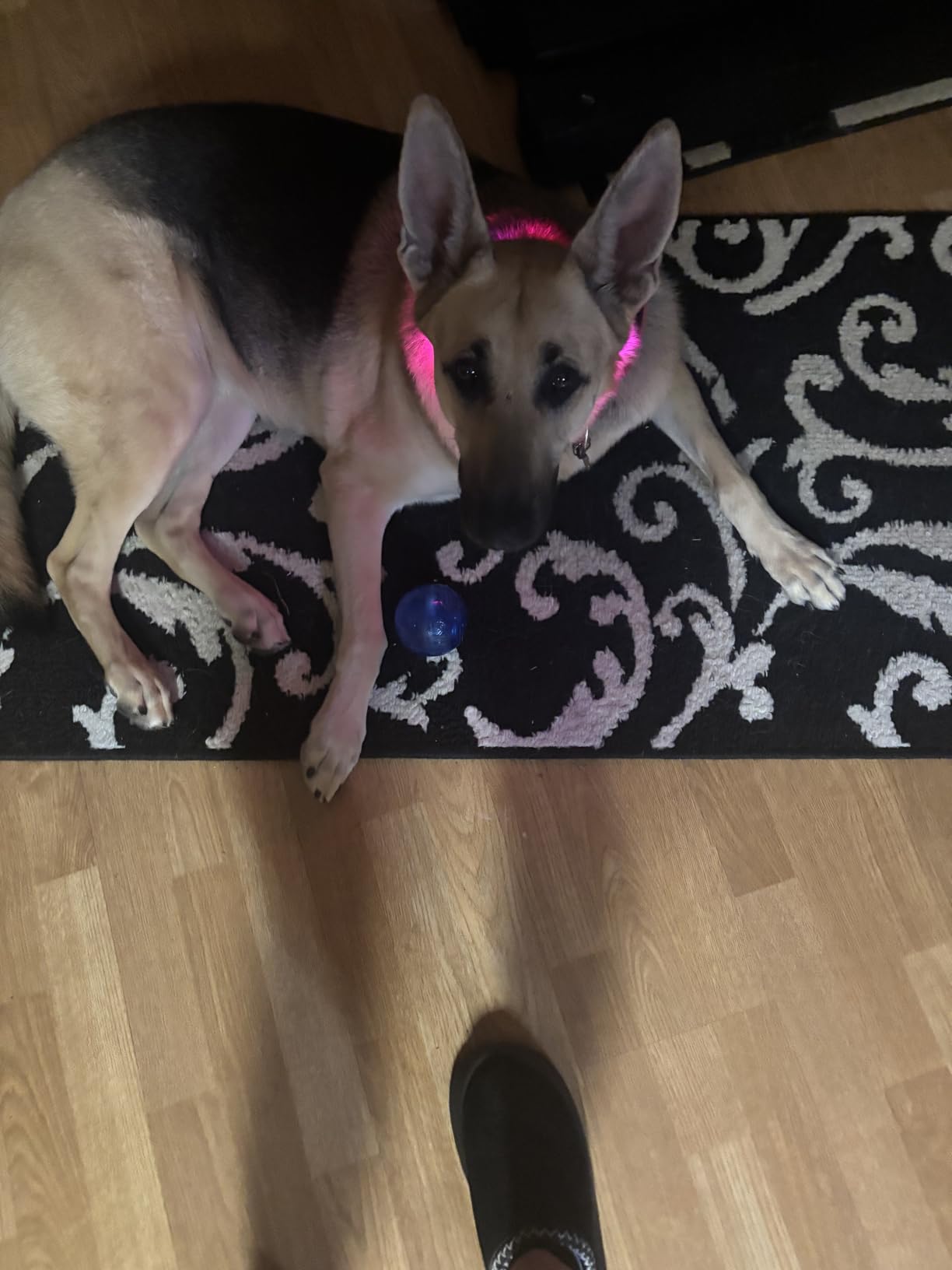 HIGO Light Up Dog Collars, USB Rechargeable LED Dog Collar, TPU Cuttable Dog Glow Collar, High Visibility Puppy Collar Safety Dog Lights for Night Walking(Green) customer photo 1