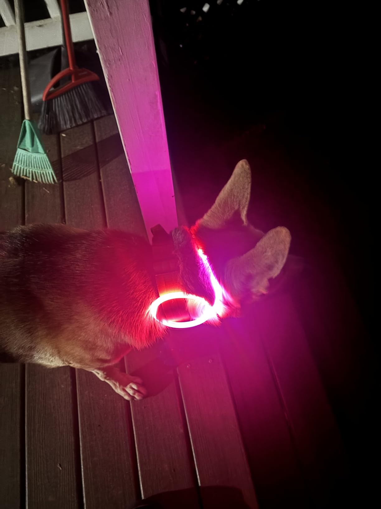 HIGO Light Up Dog Collars, USB Rechargeable LED Dog Collar, TPU Cuttable Dog Glow Collar, High Visibility Puppy Collar Safety Dog Lights for Night Walking(Green) customer photo 2