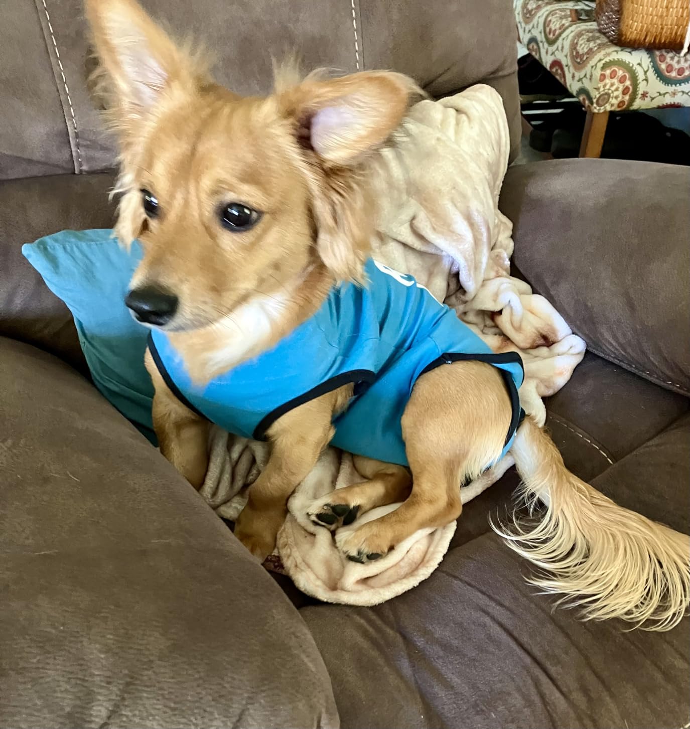 BellyGuard Dog Surgery Recovery Suit, Male Female After Spay Neuter Onesie customer photo 1