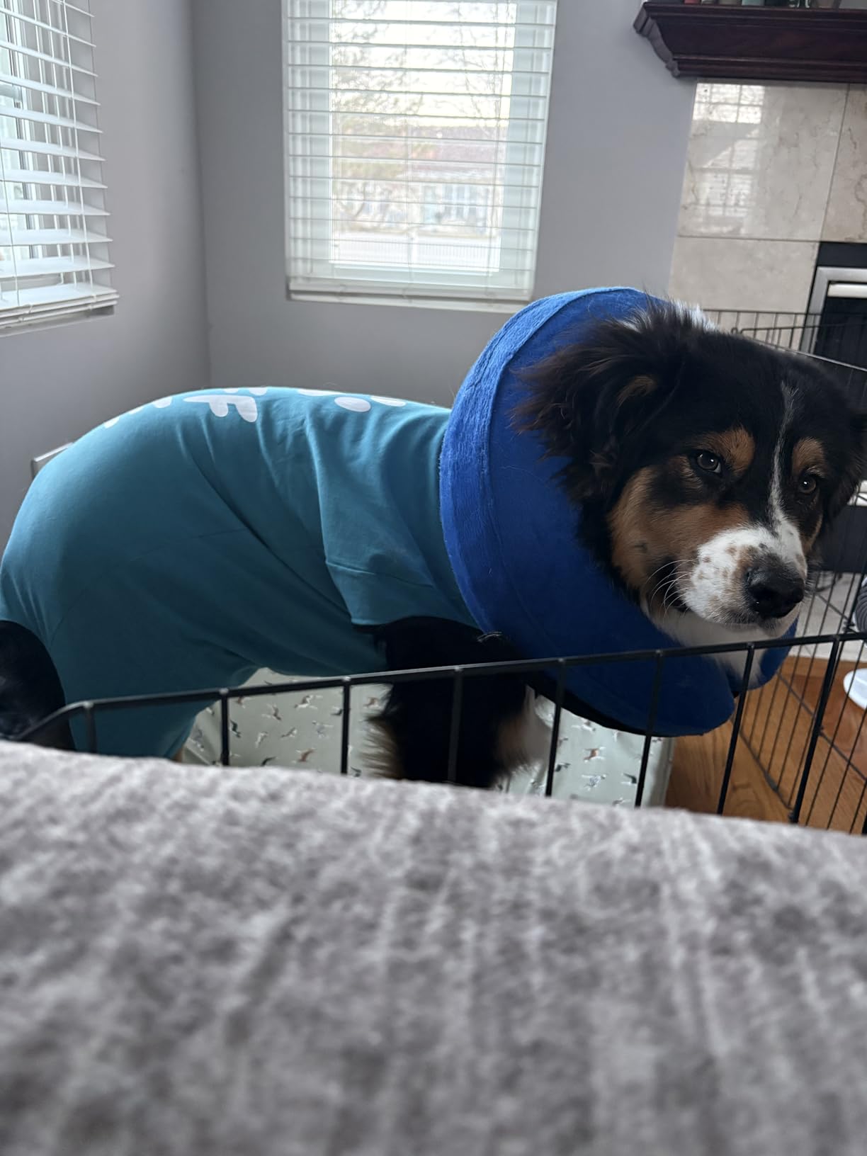 BellyGuard Dog Surgery Recovery Suit, Dog Onesie for Post-Op Care, Recovery Apparel for Female and Male, Surgical Body Cover for Canine Healing Support customer photo 2