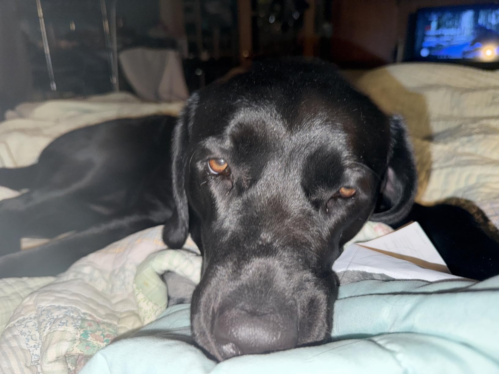 Curaseb Dog Ear Infection Treatment Solution - Soothes Itchy & Inflamed Ears - Cleans Debris and Buildup - 8oz customer photo 2