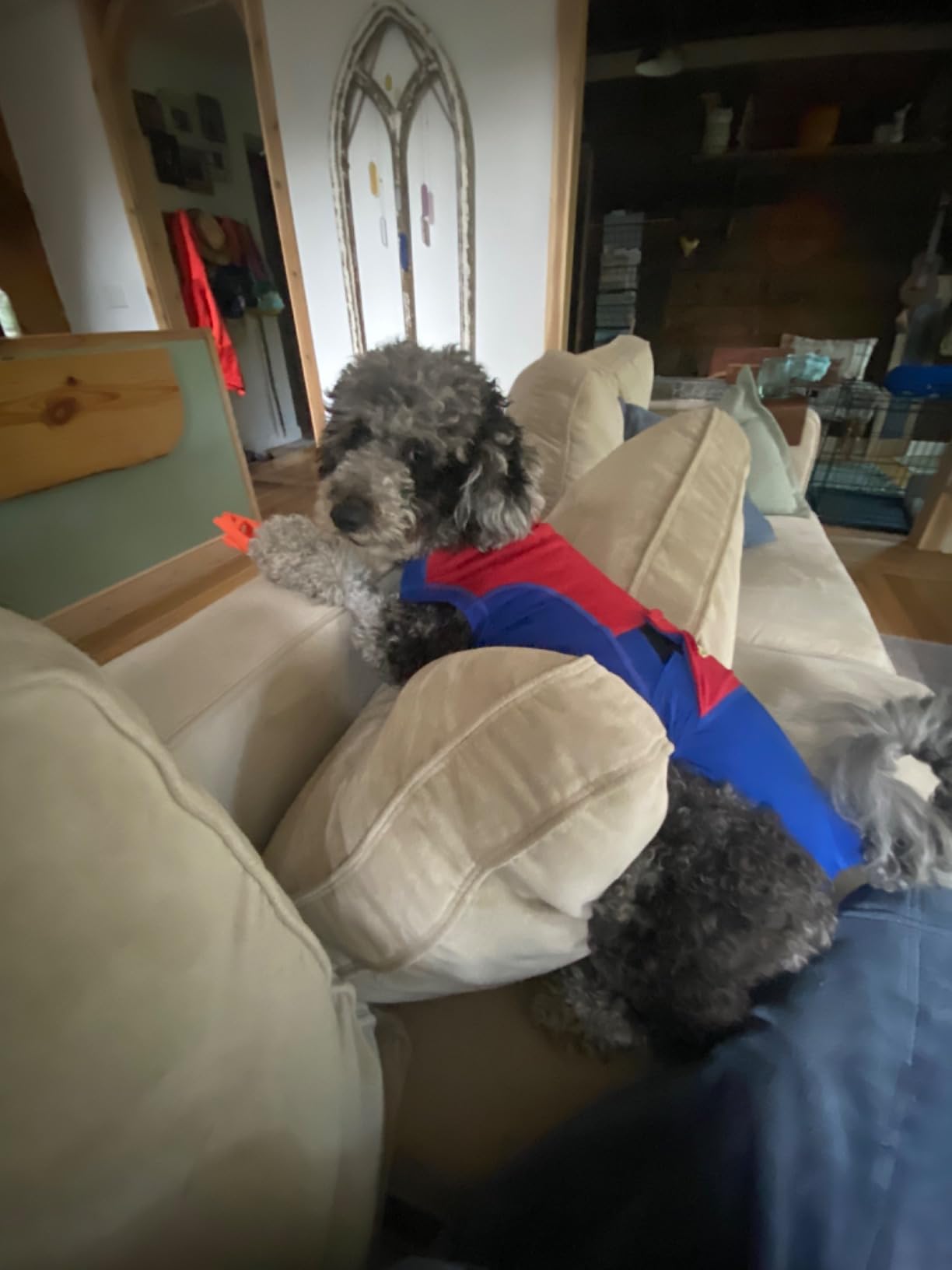 Surgi Snuggly Dog Surgery Recovery Suit, Cone Alternative, Spay/Neuter LL customer photo 1