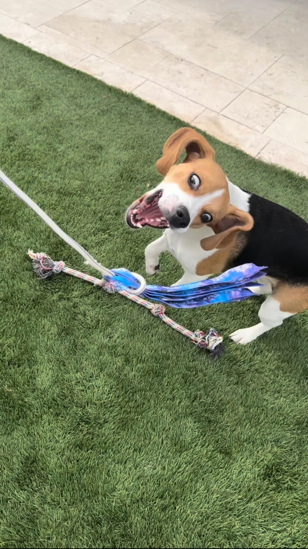 Squishy Face Studio Flirt Pole V2 with Lure - Durable Dog Toy for Fun Obedience Training & Exercise, Rainbow Tie Dye, Regular - 36 inch for All Breed Sizes customer photo 2