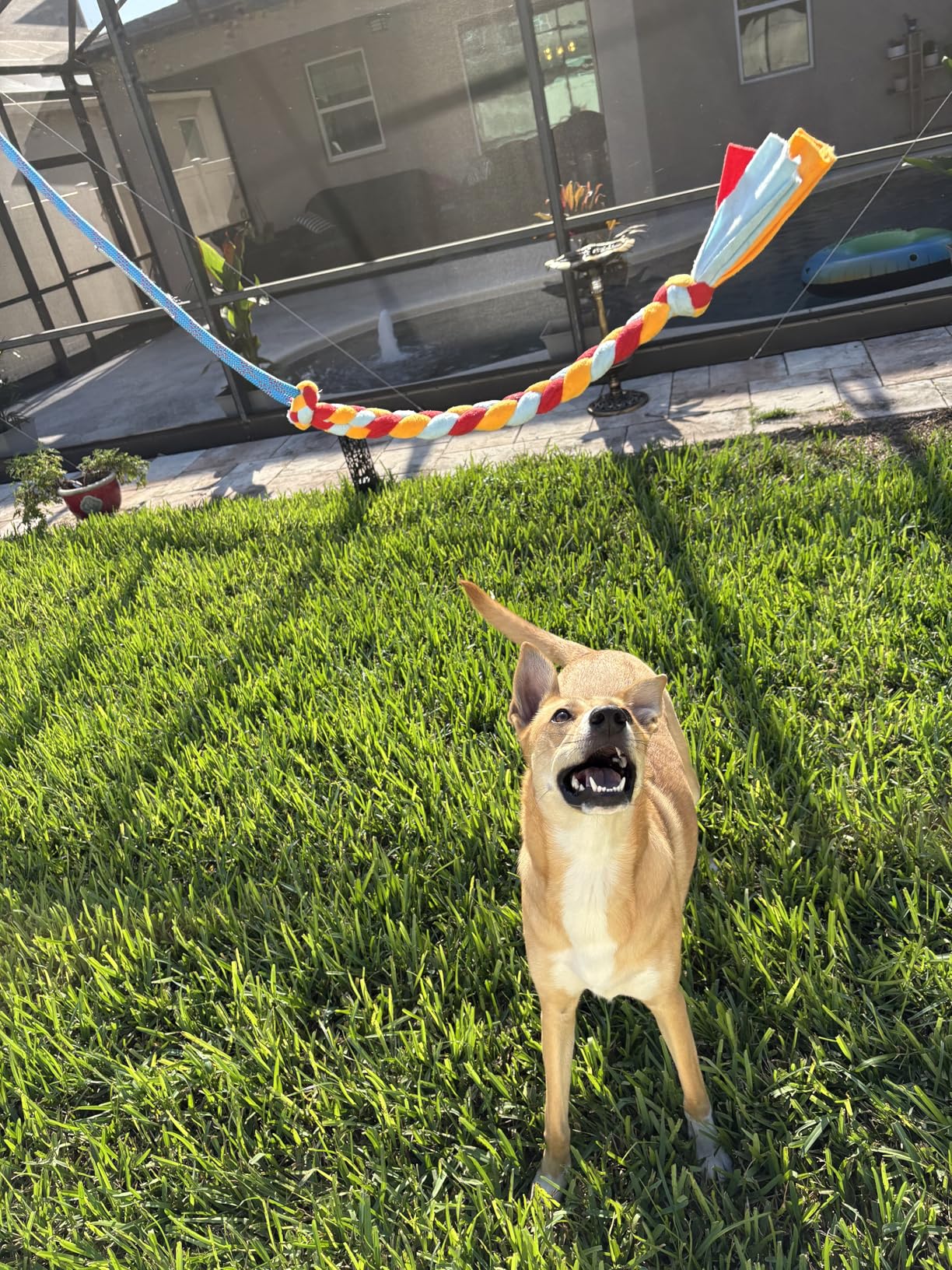 Interactive Flirt Pole Toy for Dogs Chase and Tug of War,Durable Teaser Wand with Pet Fleece Rope Tether Lure Toy to Outdoor Exercise & Training for Small Medium Large Dogs (Blue/Red, POLE-35 inches) customer photo 2
