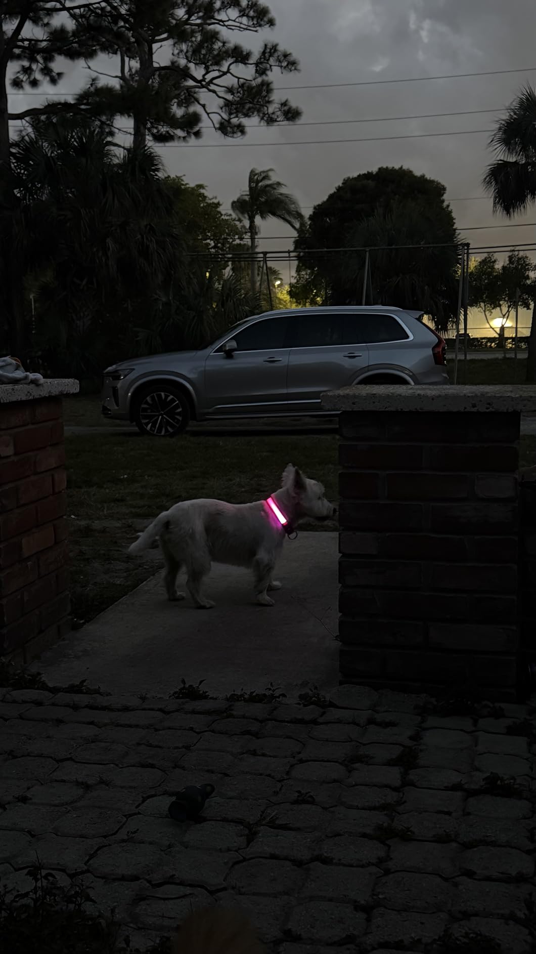 PcEoTllar Light up Dog Collar for Night Walking - LED Dog Collar Light Rechargeable Color Changing, Glow in the Dark Dog Collars Waterproof Glowing Dog Collars for Large Small Medium Dogs customer photo 1