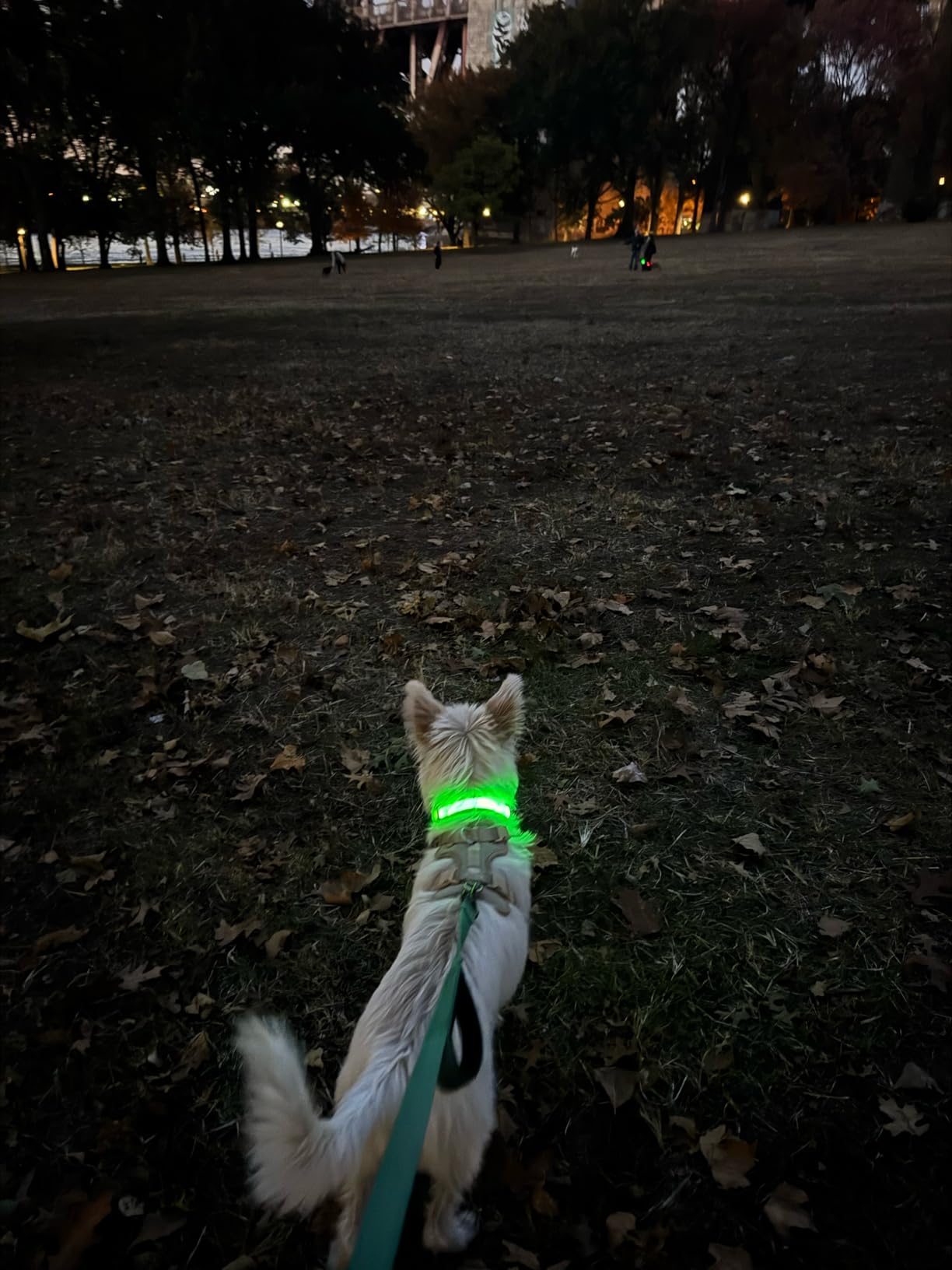 PcEoTllar Light up Dog Collar for Night Walking - LED Dog Collar Light Rechargeable Color Changing, Glow in the Dark Dog Collars Waterproof Glowing Dog Collars for Large Small Medium Dogs customer photo 2