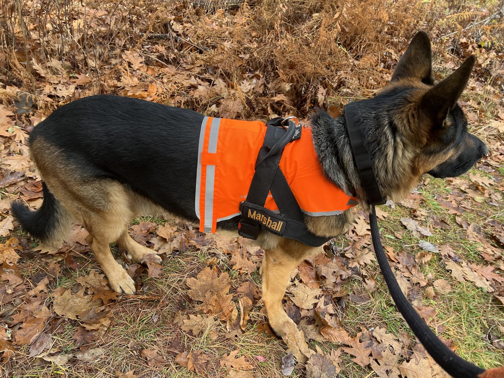 SafetyPUP XD Lite Blaze Orange Reflective Dog Vest - High Visibility Hunting & Safety Vest with Lightweight Mid-Back Coverage. Apparel Gear for Small Medium and Large Breeds customer photo 1