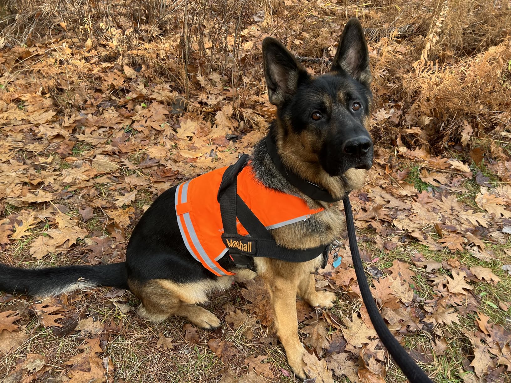 SafetyPUP XD Lite Blaze Orange Reflective Dog Vest - High Visibility Hunting & Safety Vest with Lightweight Mid-Back Coverage. Apparel Gear for Small Medium and Large Breeds customer photo 2