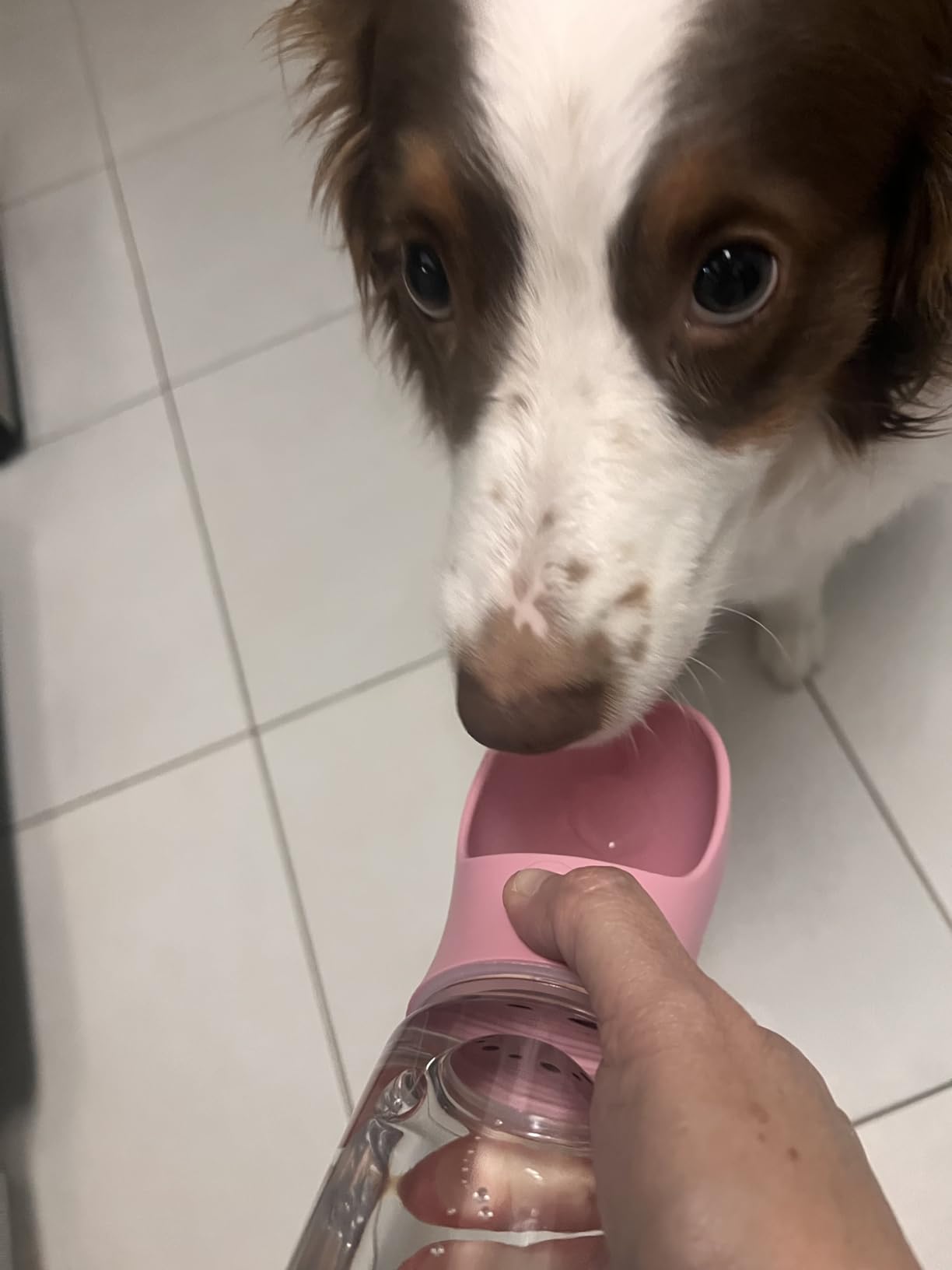 Kalimdor Dog Water Bottle, Leak Proof Portable Puppy Water Dispenser with Drinking Feeder for Pets Outdoor Walking, Hiking, Travel, Food Grade Plastic (19oz Blue) customer photo 1