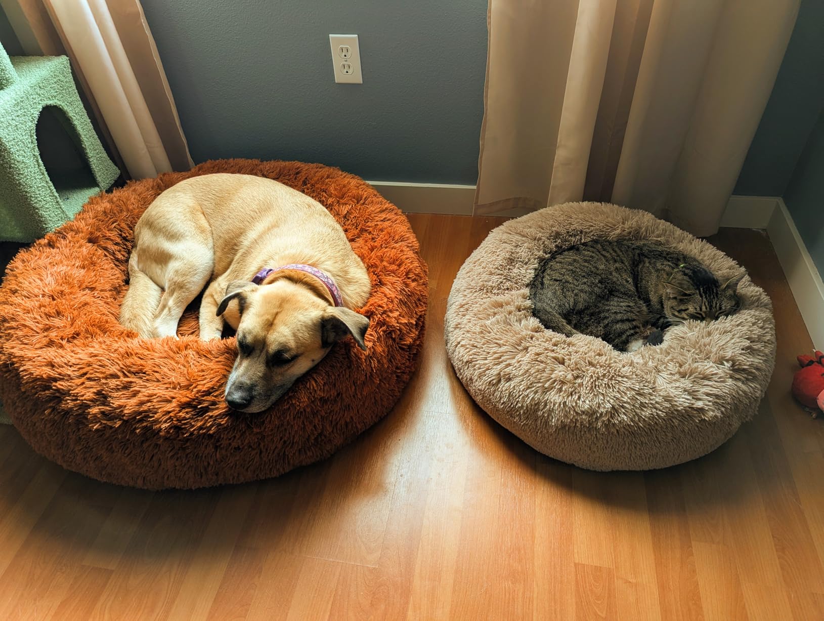 Bedsure Calming Dog Bed Medium Size Dog - Donut Washable Medium Pet Bed, 30 inches Anti-Slip Round Fluffy Plush Faux Fur Cat Bed, Fits up to 45 lbs Pets, Camel customer photo 1