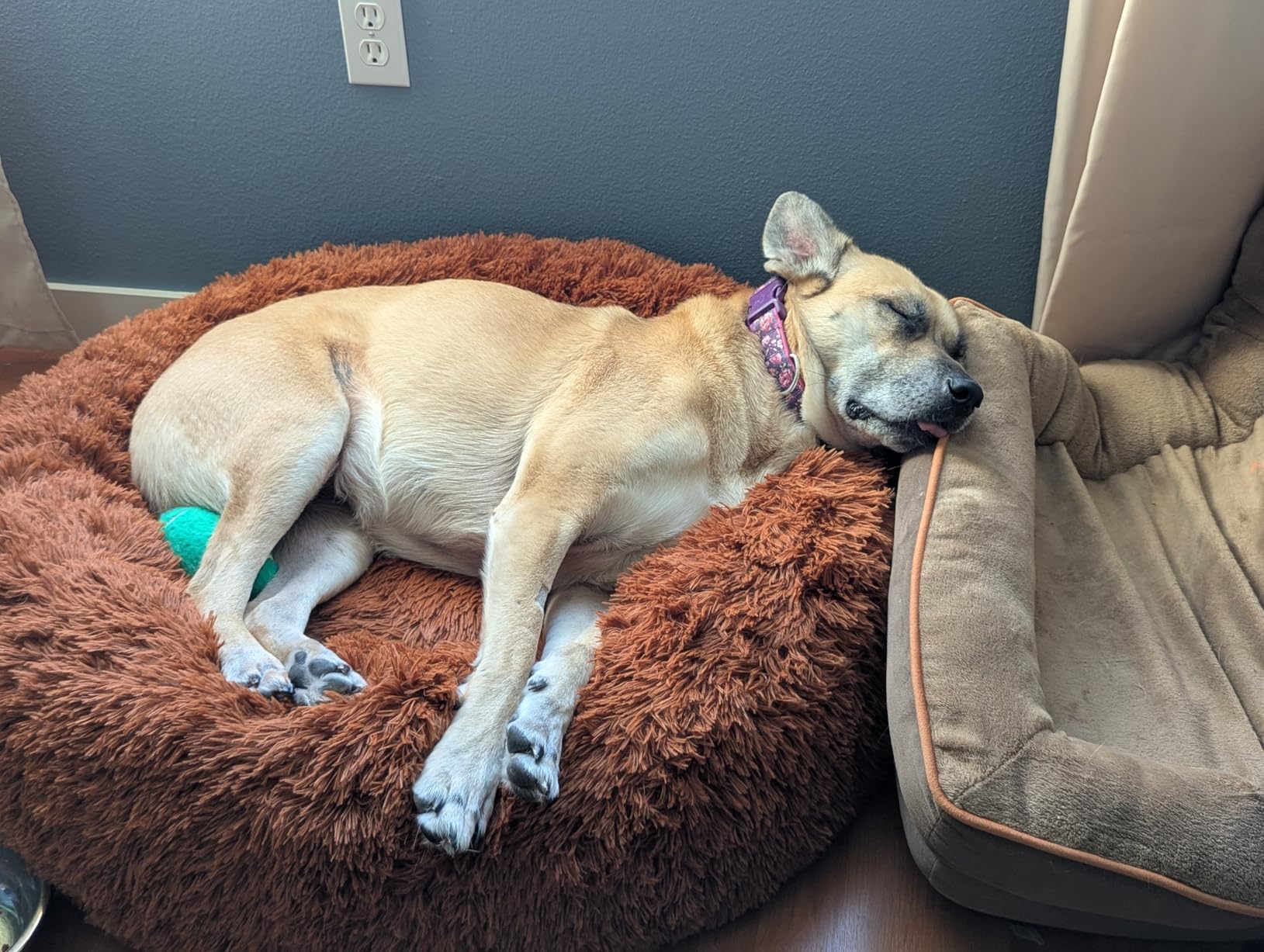 Bedsure Calming Dog Bed Medium Size Dog - Donut Washable Medium Pet Bed, 30 inches Anti-Slip Round Fluffy Plush Faux Fur Cat Bed, Fits up to 45 lbs Pets, Camel customer photo 2