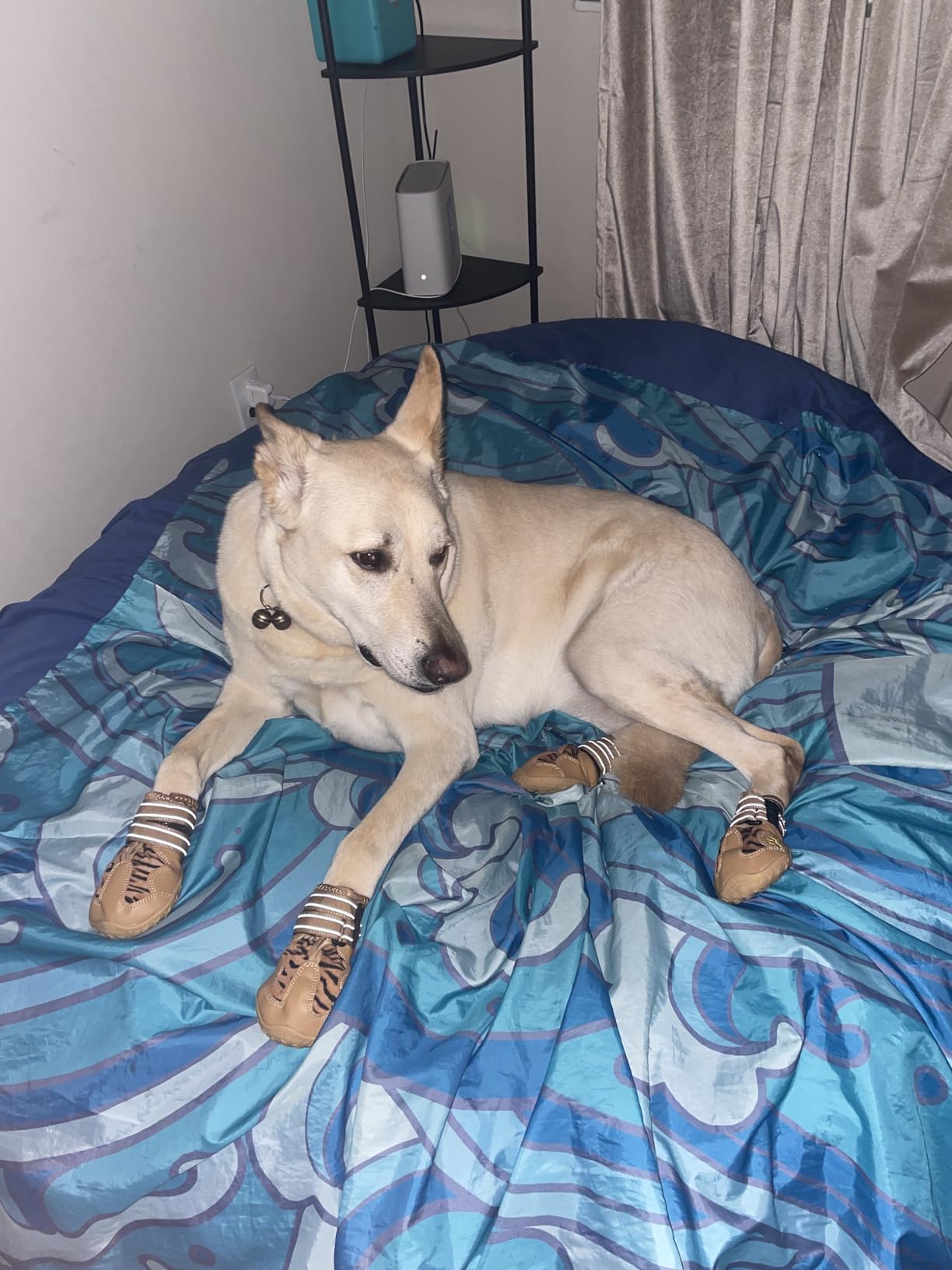 XSY&G Dog Boots, Waterproof Dog Shoes, Dog Booties with Reflective Rugged Anti-Slip Sole and Skid-Proof, Outdoor Dog Shoes for Medium to Large Dogs 4Pcs-Size 8 customer photo 2
