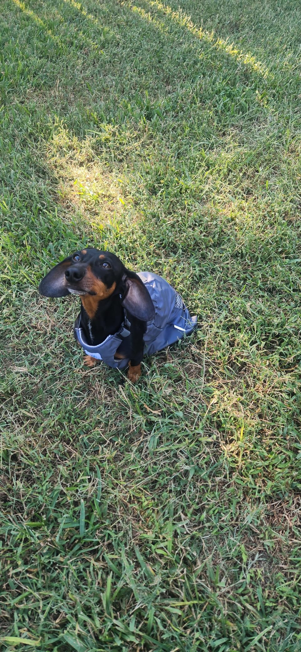 derYEP Dog Drag Bag Durable Indoor for paralyzed Disabled Back Rear Legs Dog Protects Chest and Limbs (S) customer photo 2
