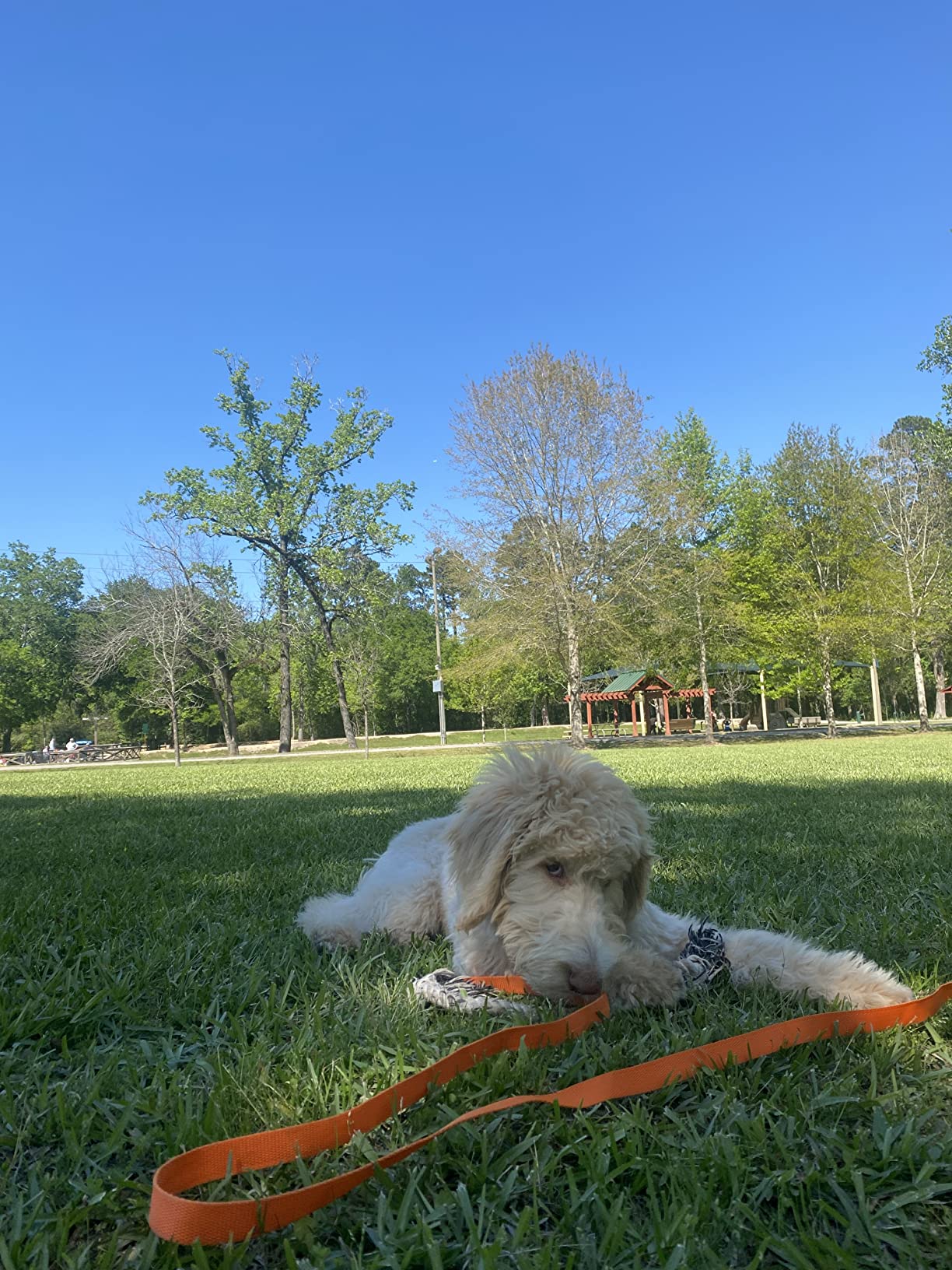 BAAPET 15/20/30/50/100 ft Long Dog Training Leash with Clickers for Small, Medium and Large Dogs or Cats (100 Feet, DarkGreen) customer photo 2