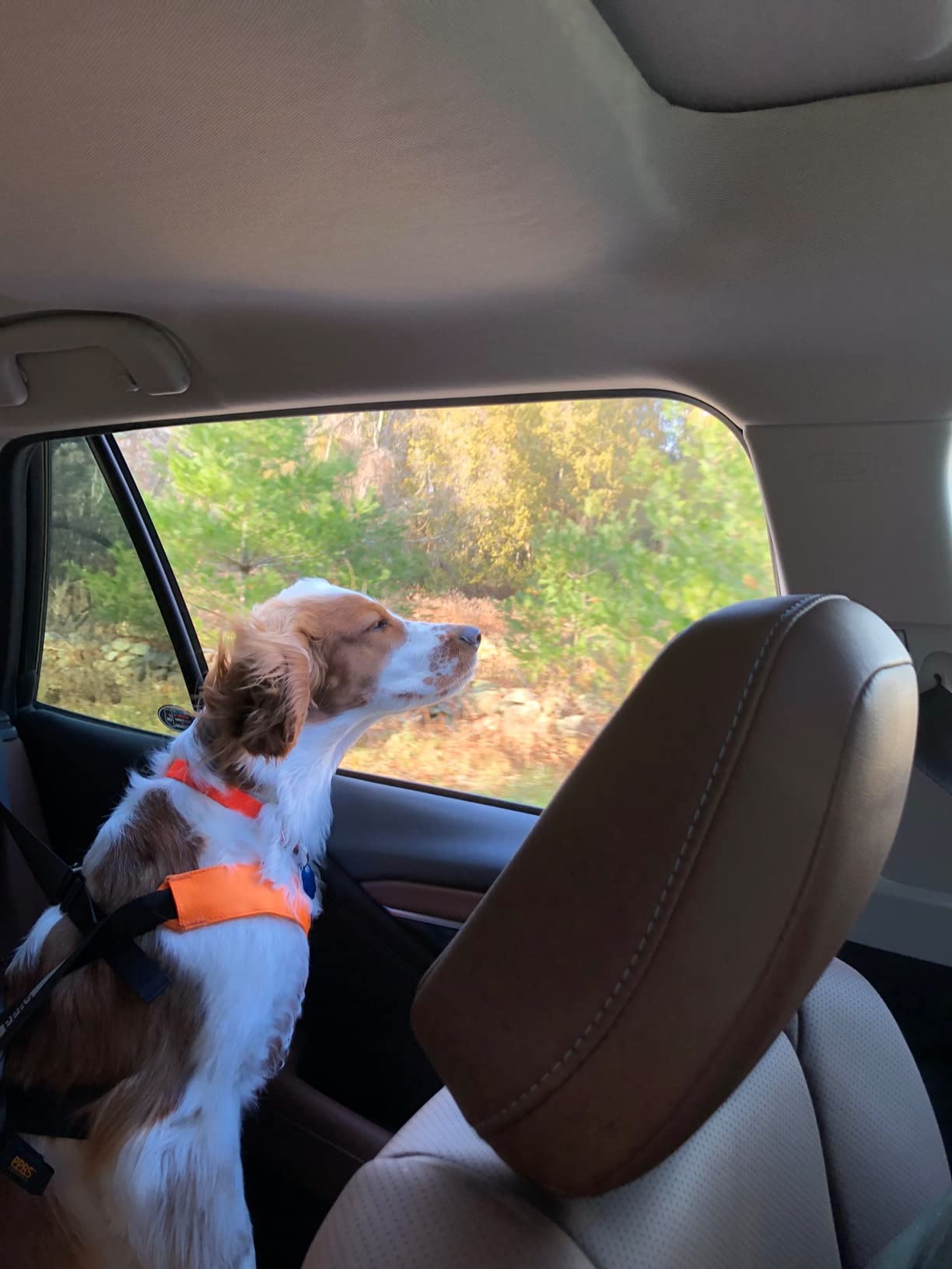 Clickit Sport Plus - Crash-Tested and Safety Certified Car Seat Belt Harness for Dogs (Extra Large, Orange Dream) customer photo 1