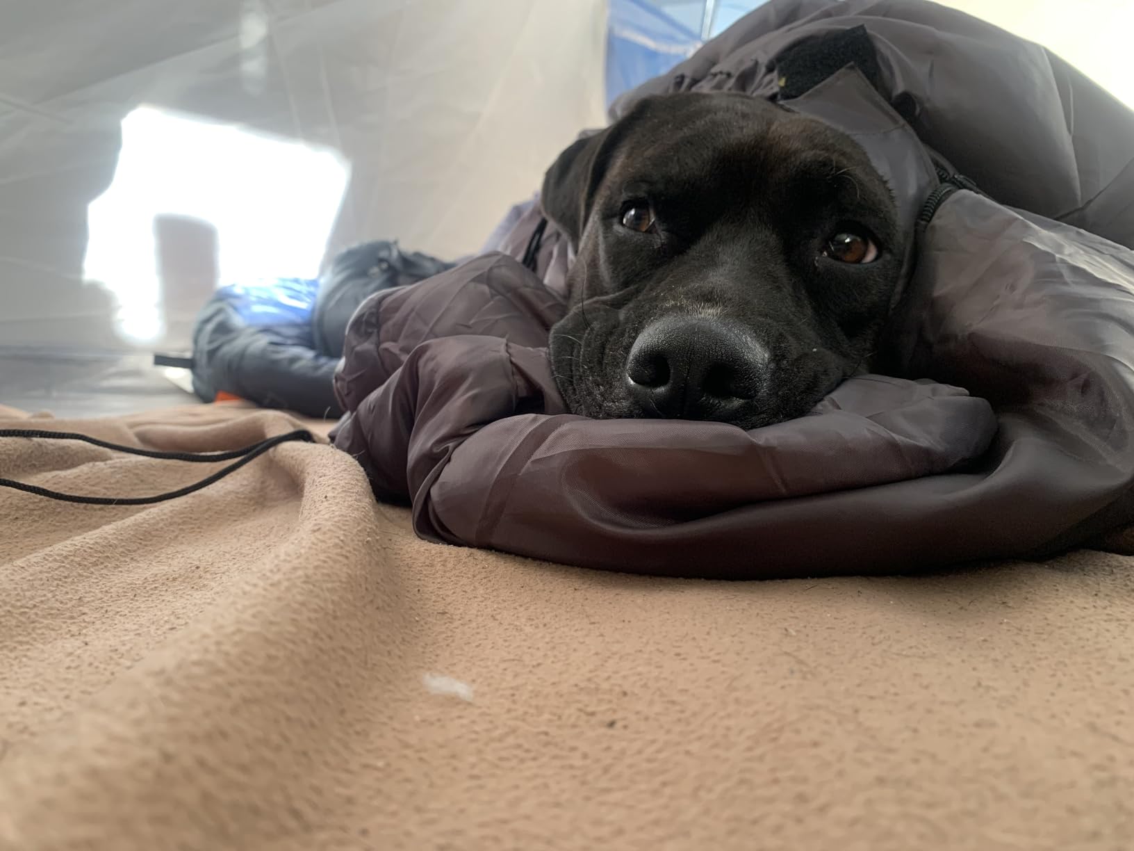 KUDES Dog Sleeping Bag Waterproof Warm Packable Dog Bed with Storage Bag for Indoor Outdoor Travel Camping Hiking Backpacking (43''Lx27''W) customer photo 2
