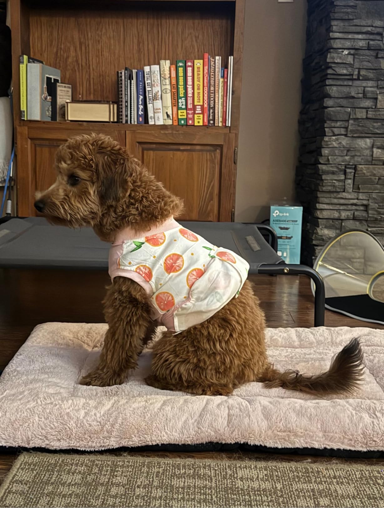 Kuoser Recovery Suit for Dogs Cats After Surgery, Professional Pet Recovery Shirt Dog Abdominal Wounds Bandages, Substitute E-Collar & Cone,Prevent Licking Dog Onesies Pet Surgery Recovery Suit customer photo 2