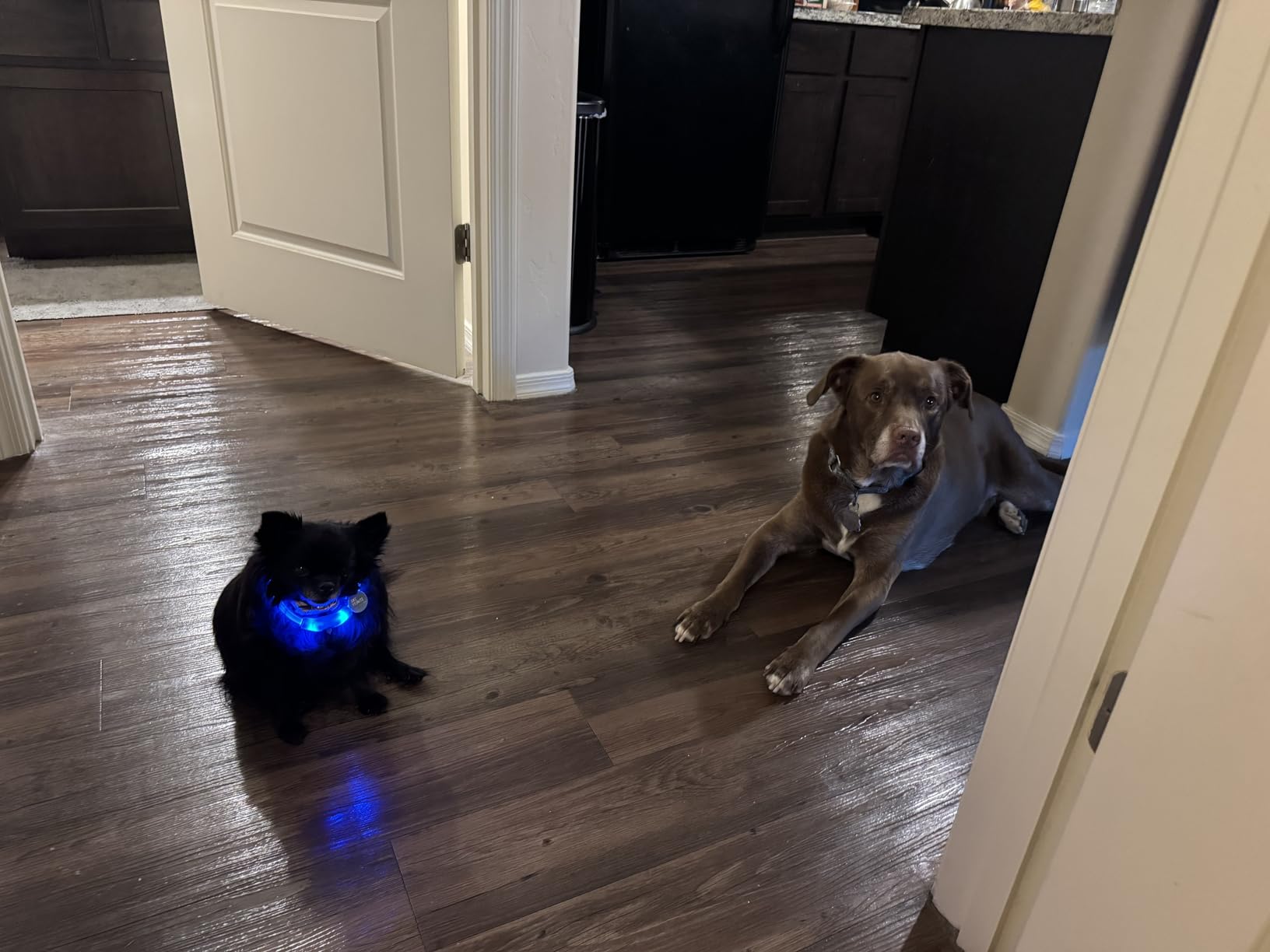 Novkin 2-Pack LED Dog Collar, Light Up Dog Collars,Rechargeable Dog Lights for Night Walking, Universal, Reusable Safety Necklace for Small Medium Large Dogs RED&Pink customer photo 2