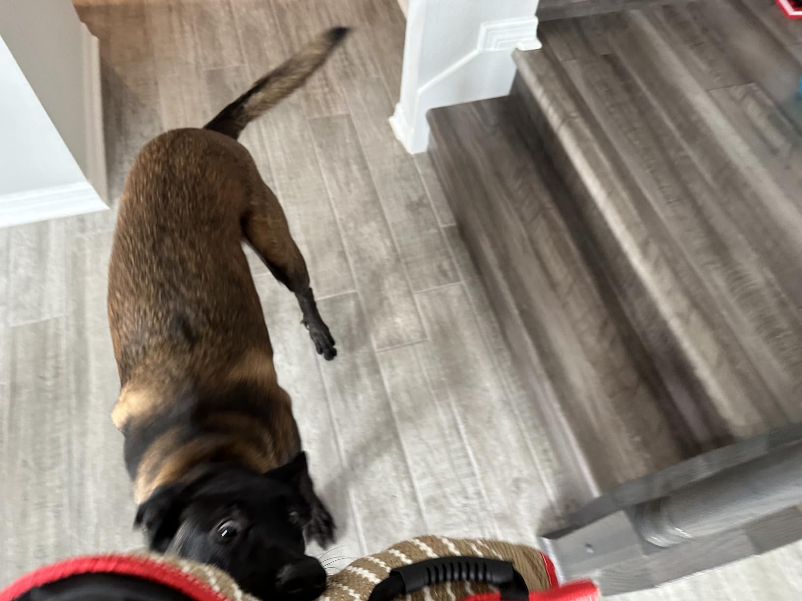 DGSL Dog Training Set - Dog Bite Sleeve, Pillow Tug Toy, Stick - Professional Training Equipment for Biting, Interactive, Fetch, K9, Puppy (Transverse Stripe) customer photo 1