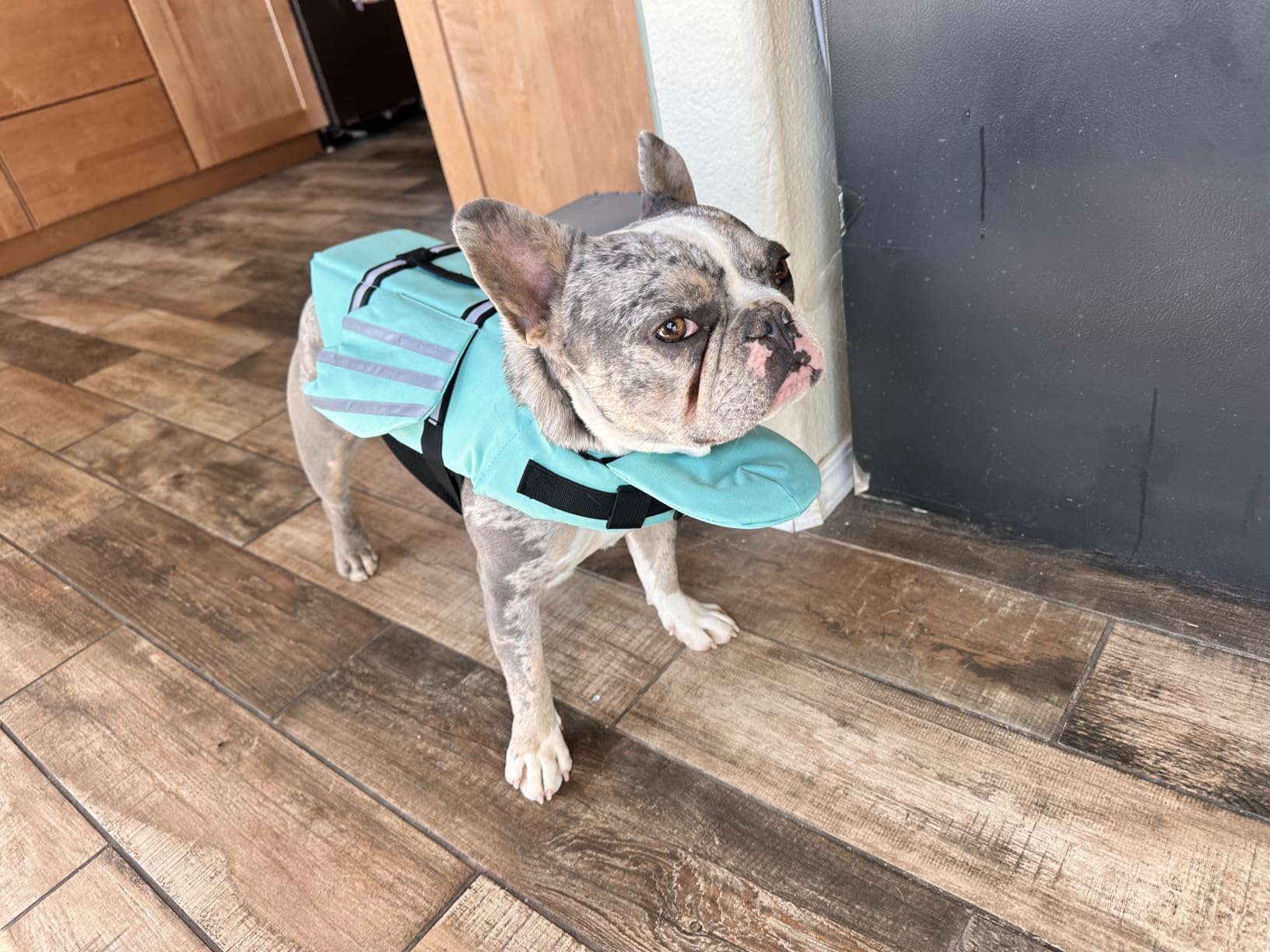 Petglad Dog Life Jacket, Cute Wings Adjustable Dog Life Vest with Chin Float and Handle for Swimming Boating Reflective High Buoyancy Swim Float Vest for Small Medium Large Dogs (Pink, XS) customer photo 1