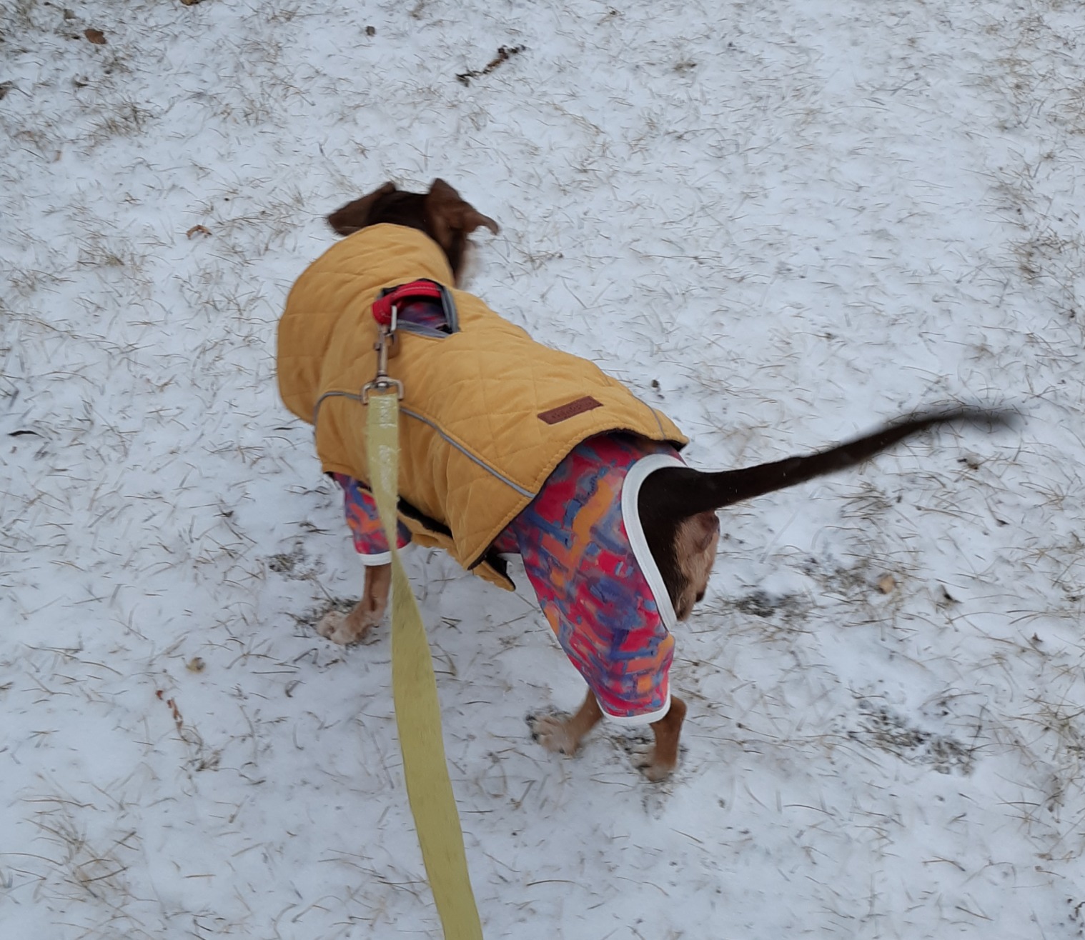 ThinkPet Dog Cold Weather Coats - Cozy Waterproof Windproof Reversible Winter Dog Jacket, Thick Padded Warm Coat Reflective Vest Clothes for Puppy Small Medium Large Dogs customer photo 2