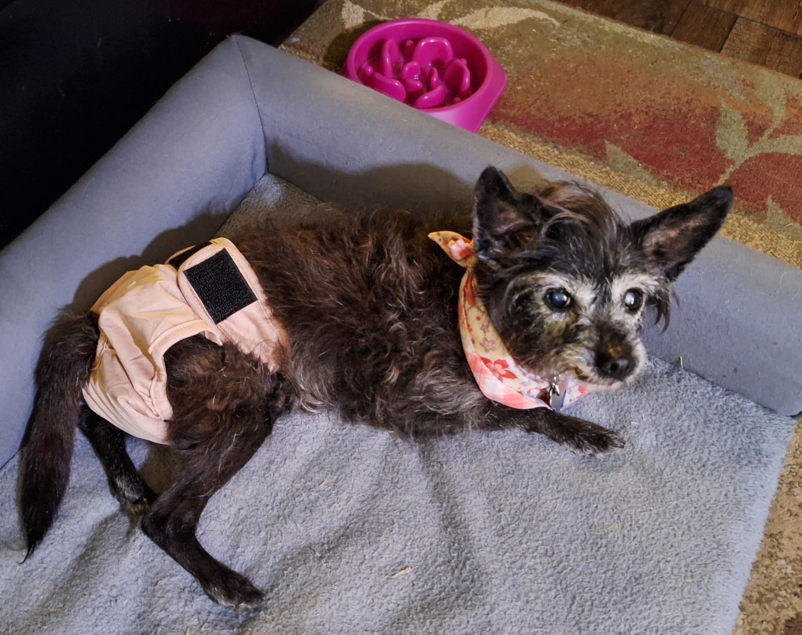 Washable Female Dog Diapers - Premium Reusable Diapers for Doggie in Heat customer photo 1