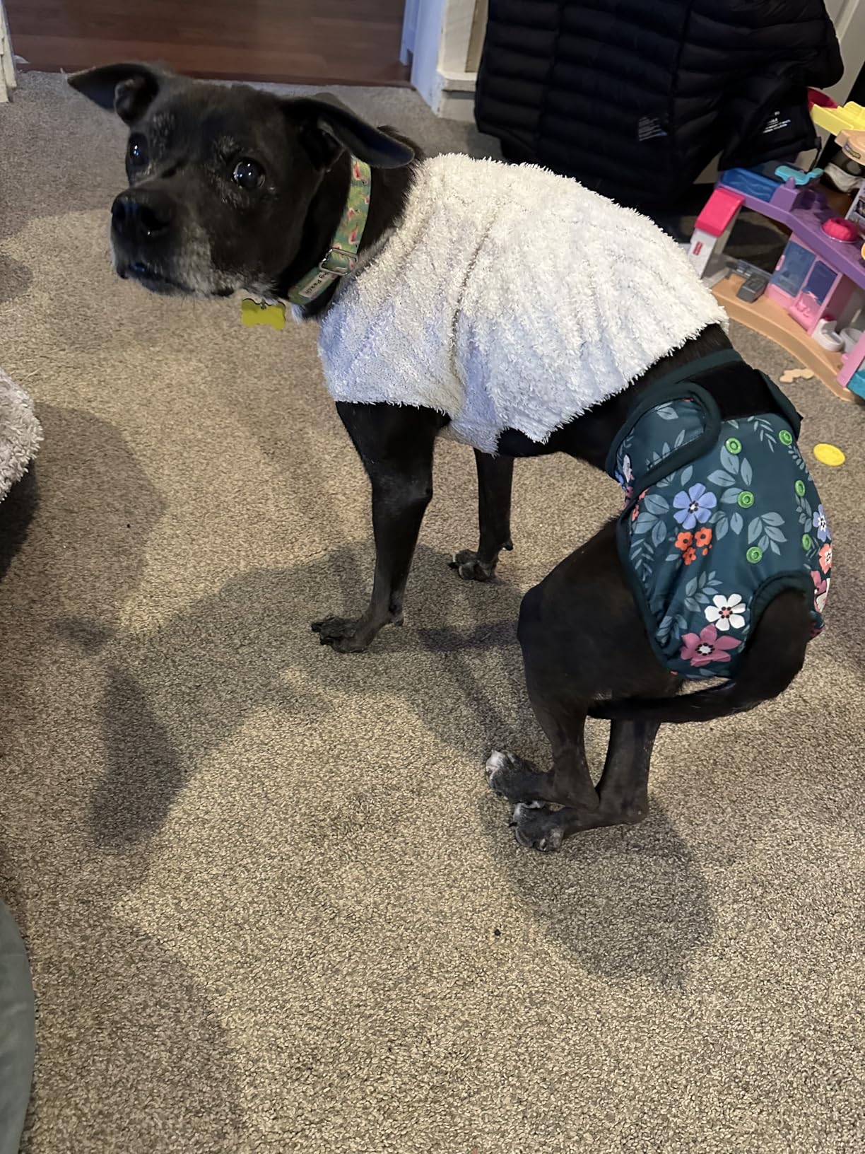 Washable Female Dog Diapers - Premium Reusable Diapers for Doggie in Heat customer photo 2