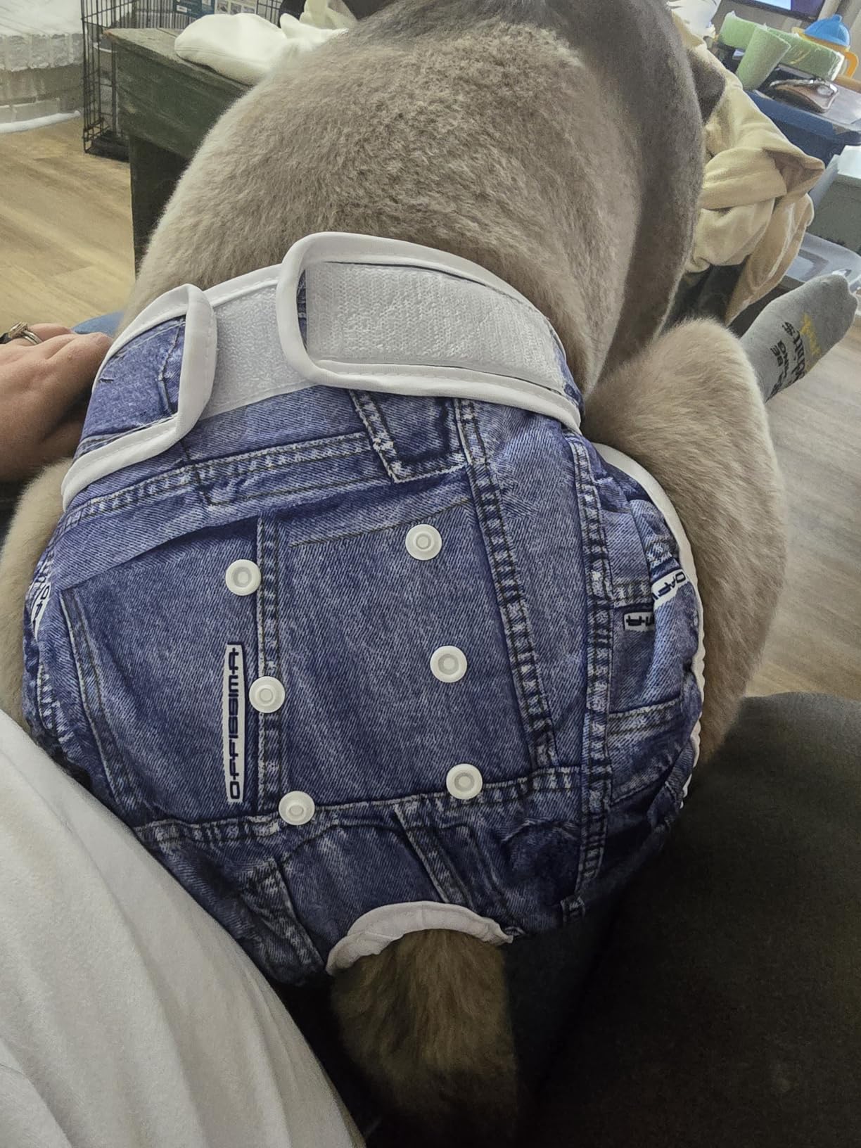 Wegreeco Luxury Washable Reusable Dog Diapers (Stylish Pattern) - Female Dog Diapers customer photo 1