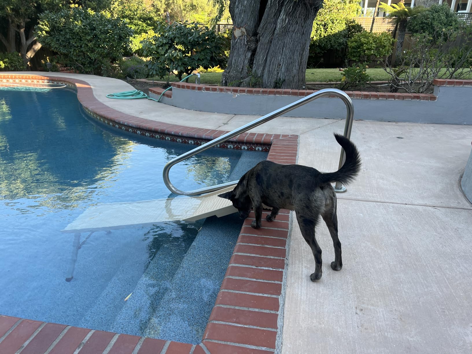 PetStep Dog Ramp for Pools - (Standard Legs, Khaki/Beige)- Small and Large Dog Pool Ramp for Above-Ground and In-Ground Pools customer photo 2