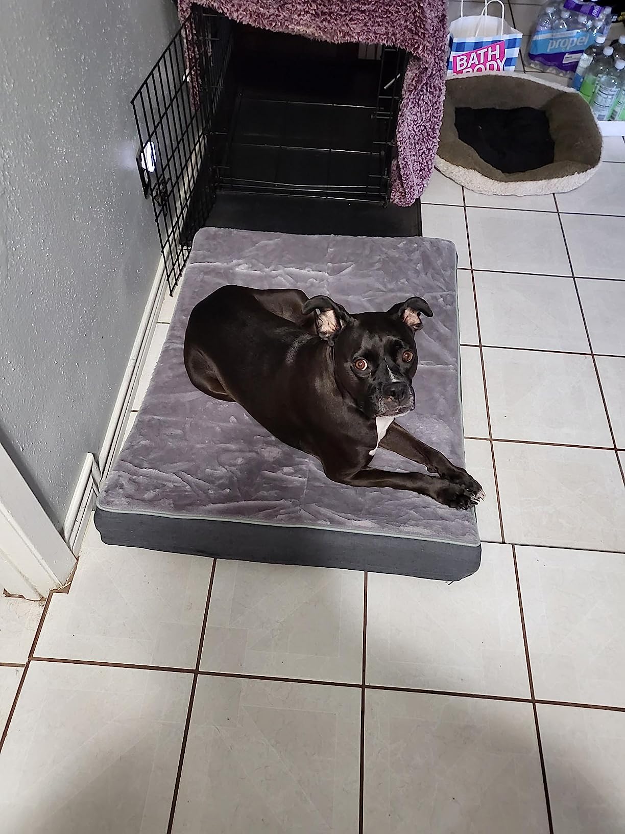 Cooling Dog Beds for Large Dogs, Orthopedic Memory Foam Dog Bed, Large Pet Beds with Washable Cover, Ideal for Arthritic Dogs Up to 65Lbs customer photo 2