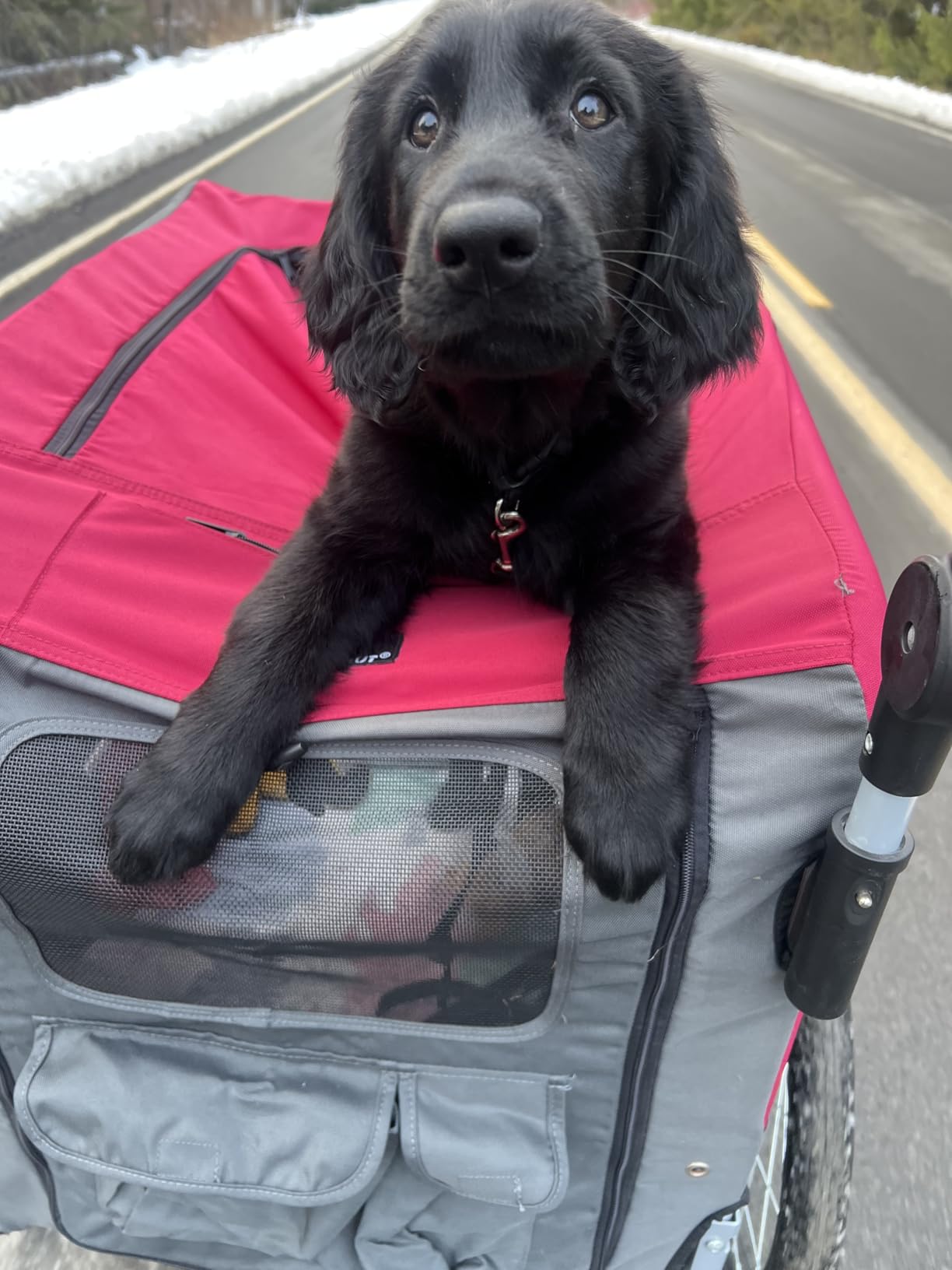 DOGGYHUT® Premium Large/XL Pet Bike Trailer & Stroller for Large Sized Dog or Multiple Small Dogs,Low Center of Gravity,Parking Brakes,Easy Folding Frame,Bicycle Carrier customer photo 1