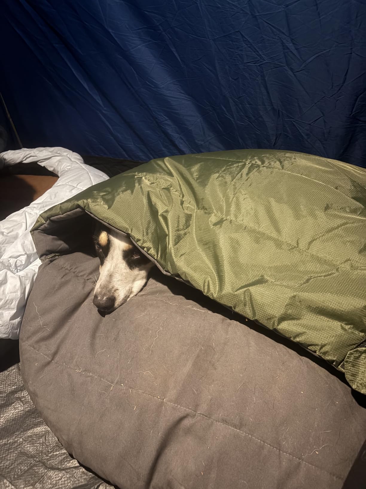Wilderdog Dog Sleeping Bag - 36in x 28in customer photo 1
