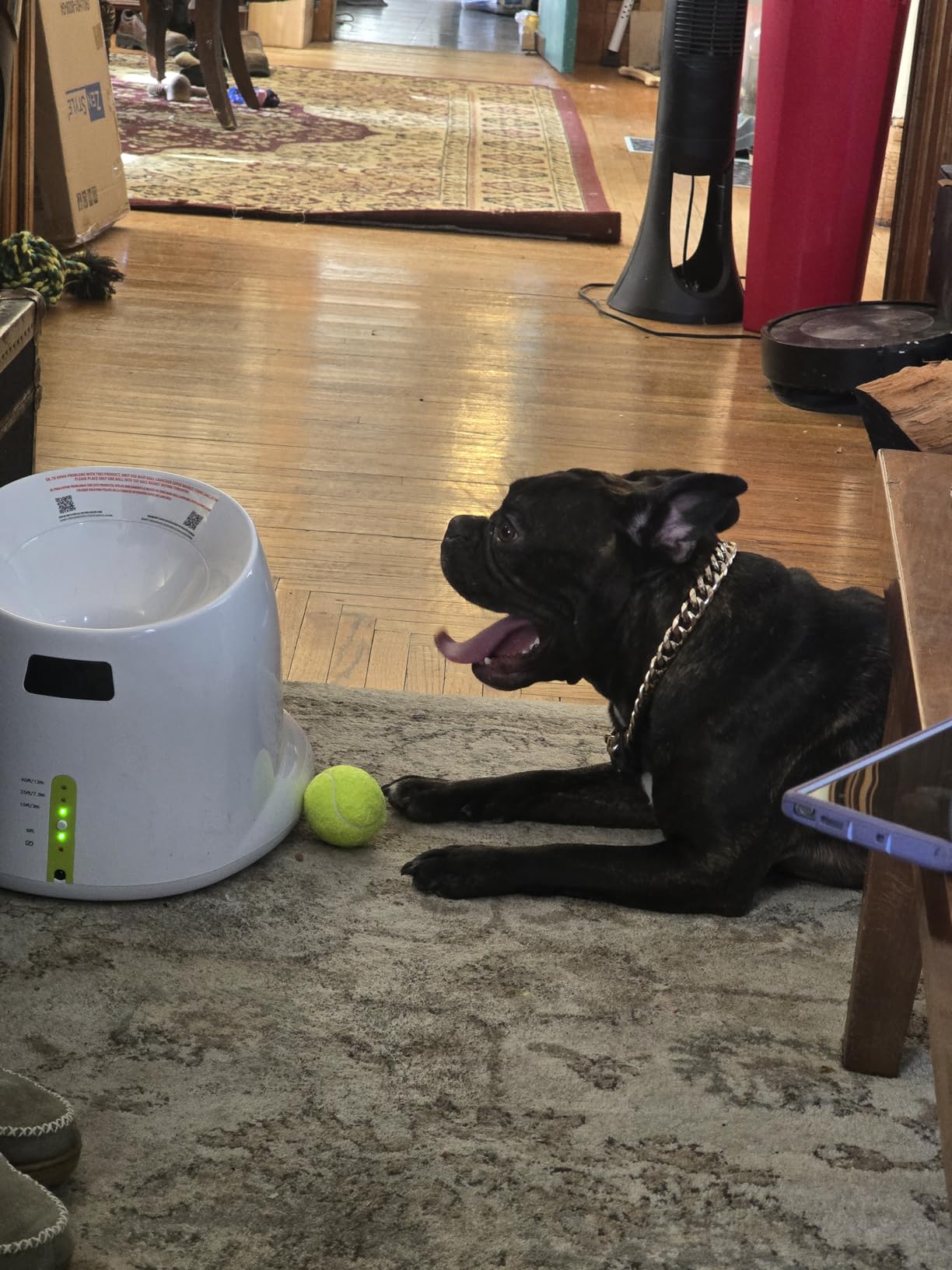 ALL FOR PAWS Automatic Dog Ball Launcher for Medium to Large Dogs, Interactive Tennis Ball Thrower, Rechargeable Dog Toy Mental Stimulation Training Game for Energetic Dogs customer photo 1