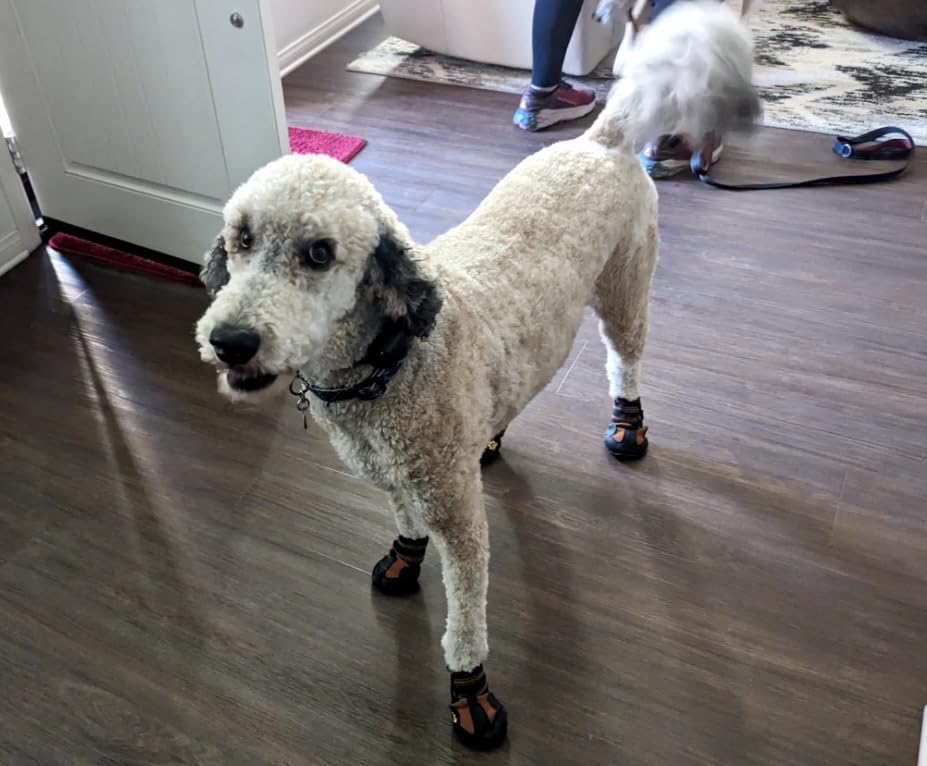 CovertSafe Dog Boots for Dogs Non-Slip, Waterproof Dog Booties for Outdoor, Dog Shoes for Medium to Large Dogs 4Pcs with Rugged Sole Grey-Green customer photo 1