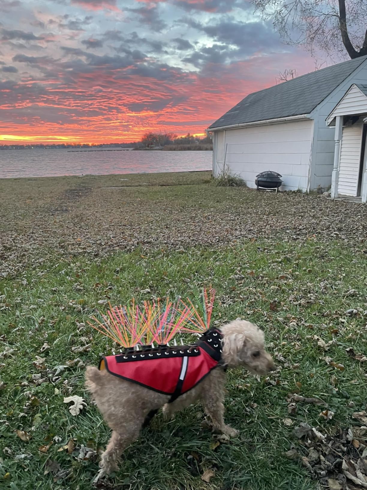 CoyoteVest Dog Harness Protection Vest, Reflective Dog Accessories with Spikes to Shield Your Pet from Raptor and Animal Attacks, Proudly Made in America (Small, Fluorescent Orange) customer photo 1