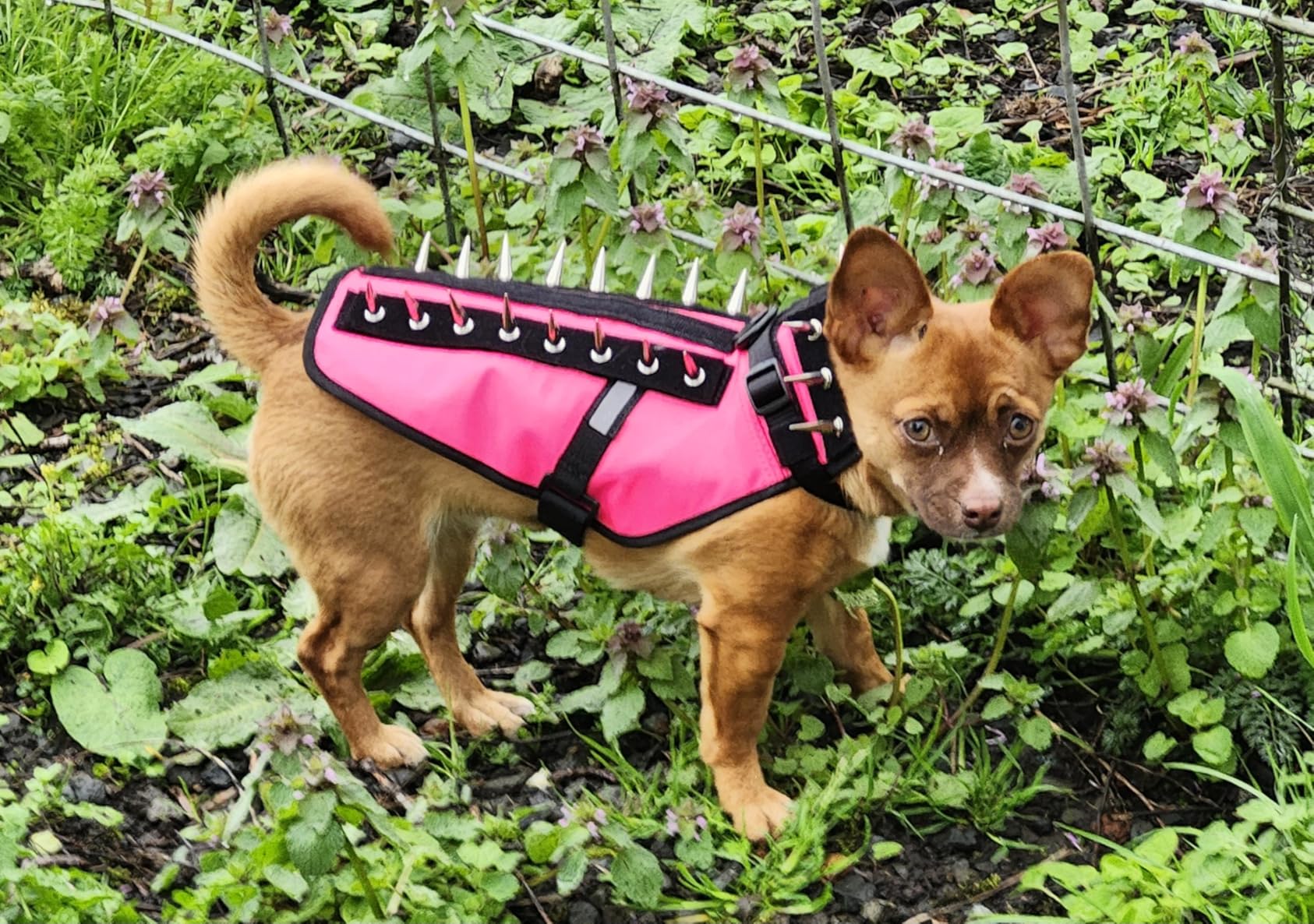 CoyoteVest Dog Harness Protection Vest, Reflective Dog Accessories with Spikes to Shield Your Pet from Raptor and Animal Attacks, Proudly Made in America (Small, Fluorescent Orange) customer photo 2