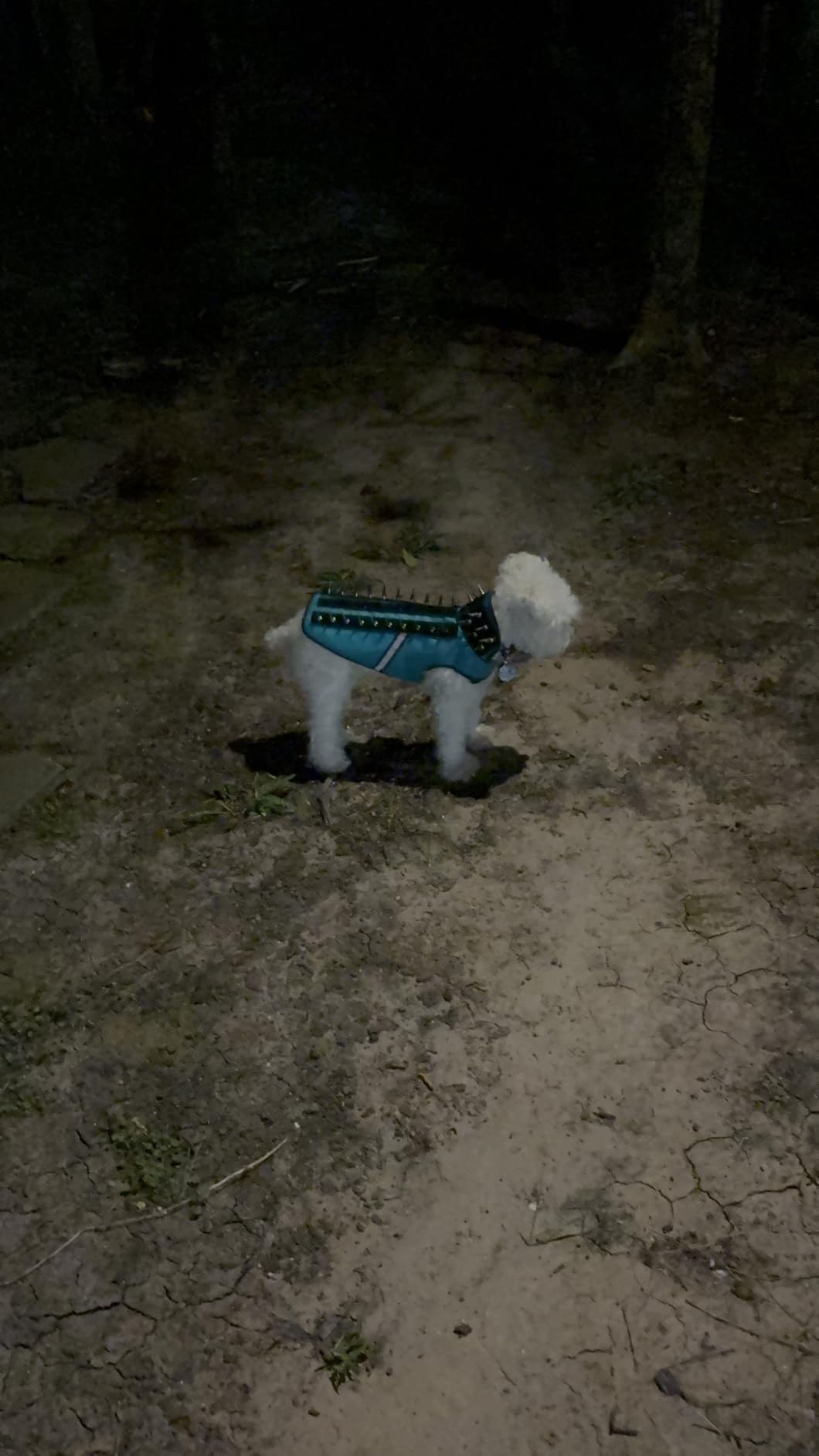 CoyoteVest SpikeVest Dog Harness Vest for Small Dogs, Reflective Dog Vest with Spikes to Shield Your pet from Coyotes, Raptor and Animal Attacks, Anti Hawk Vest, Made in USA (S-Turquoise) customer photo 1
