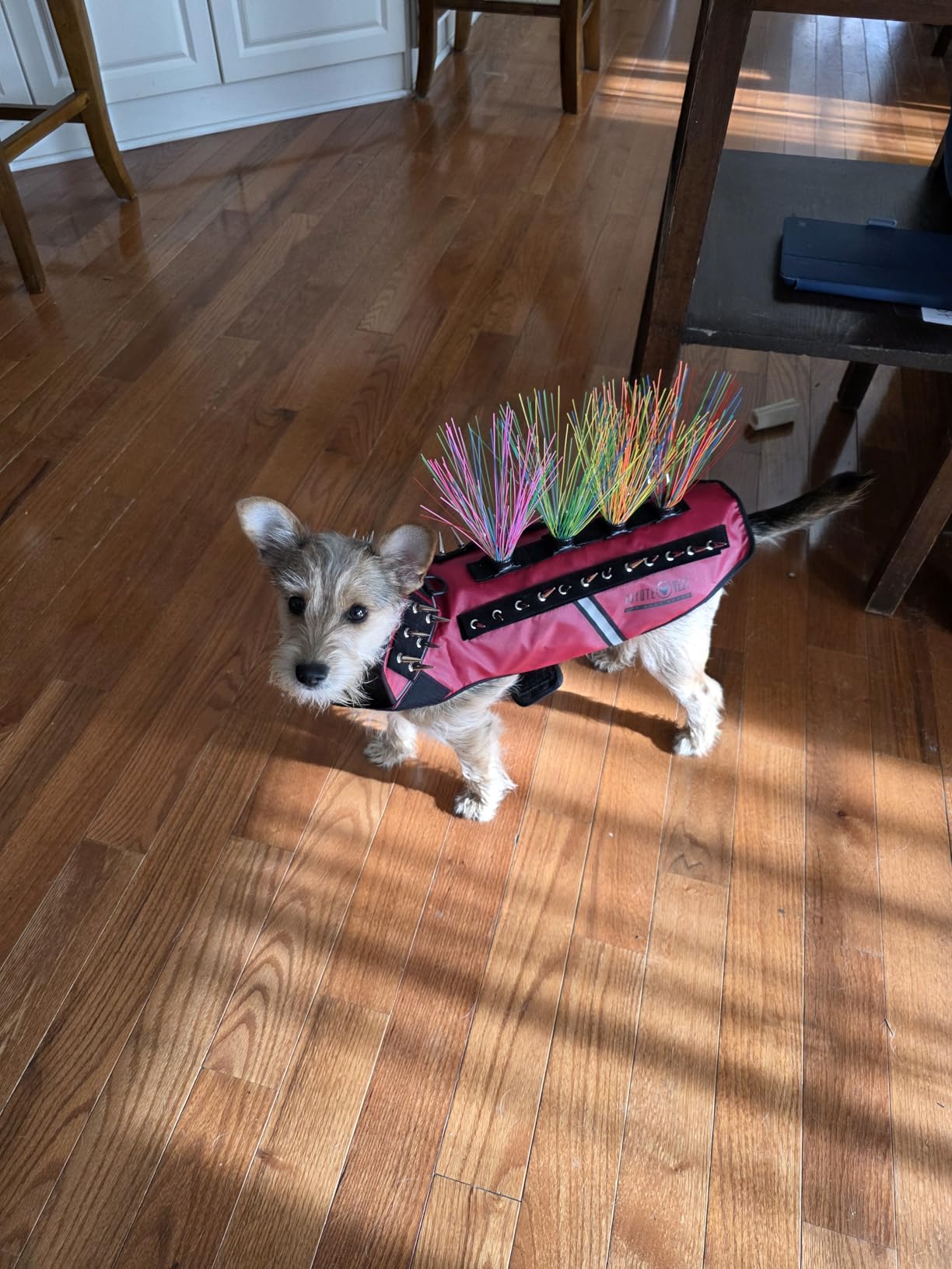 CoyoteVest SpikeVest Dog Harness Vest for Small Dogs, Reflective Dog Vest with Spikes to Shield Your pet from Coyotes, Raptor and Animal Attacks, Anti Hawk Vest, Made in USA (S-Turquoise) customer photo 2