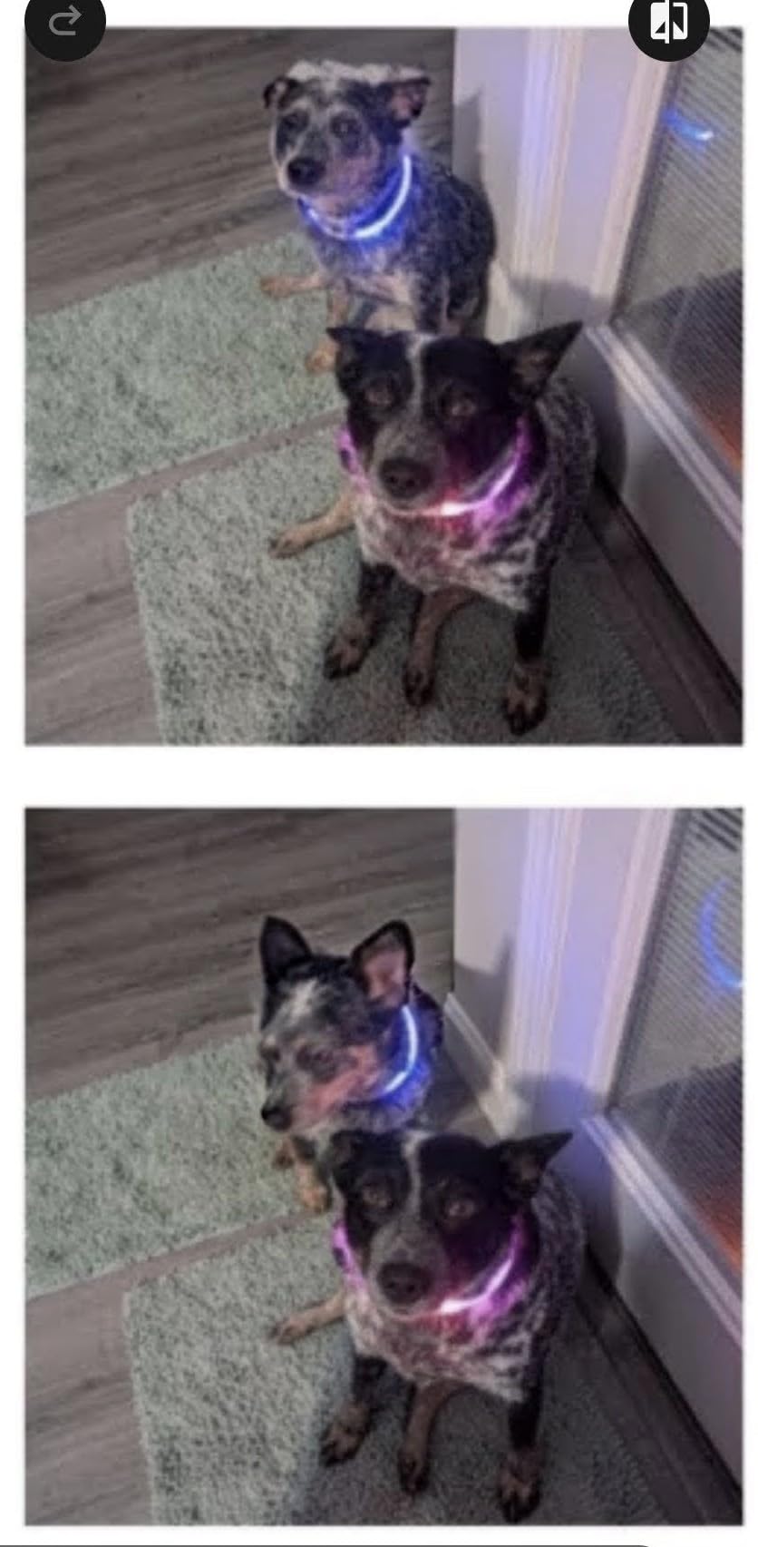 Colaseeme LED Dog Collar, Light Up Dog Collar 1 Count USB Rechargeable TPU Glow Safety Dog Necklace Light, Dog Lights for Small Medium Large Dogs, Please Do Not Use Fast Charging (Green) customer photo 2