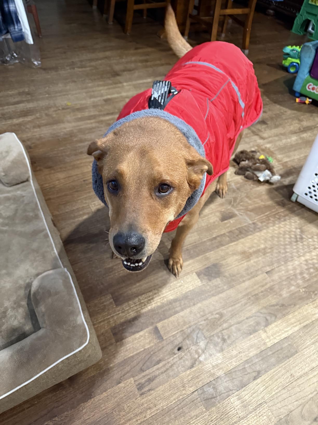 Doglay Dog Coat, Waterproof Dog Jacket Pet Winter Coat for Cold Weather with Thicken Furry Collar, Reflective Puppy Winter Jacket Warm Fleece Lining for Small Medium Large Pets customer photo 2