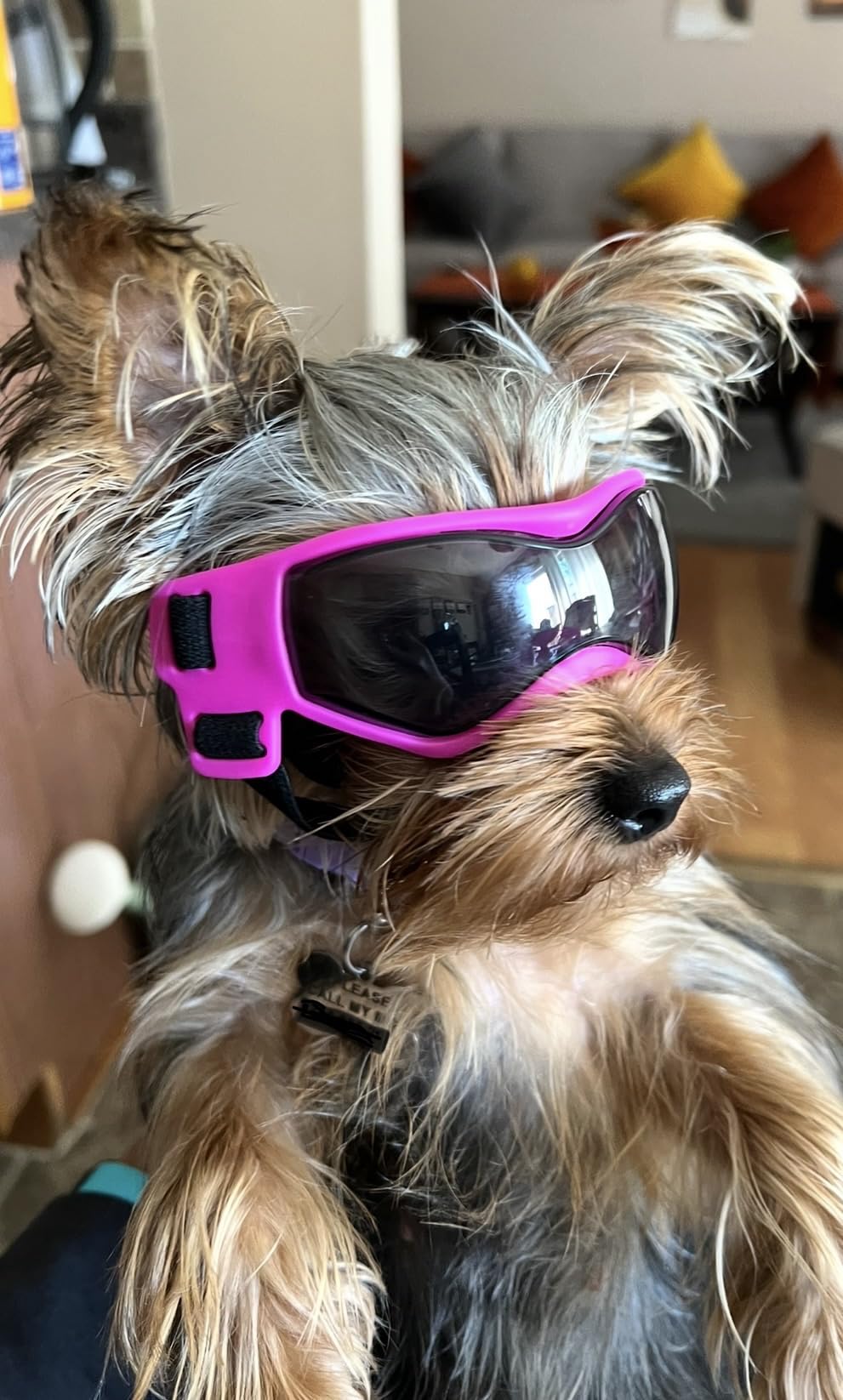 PETLESO Dog Goggles Small Breed, UV Protection Dog Sunglasses for Medium Dog Outdoor Riding Driving, Medium Black customer photo 1