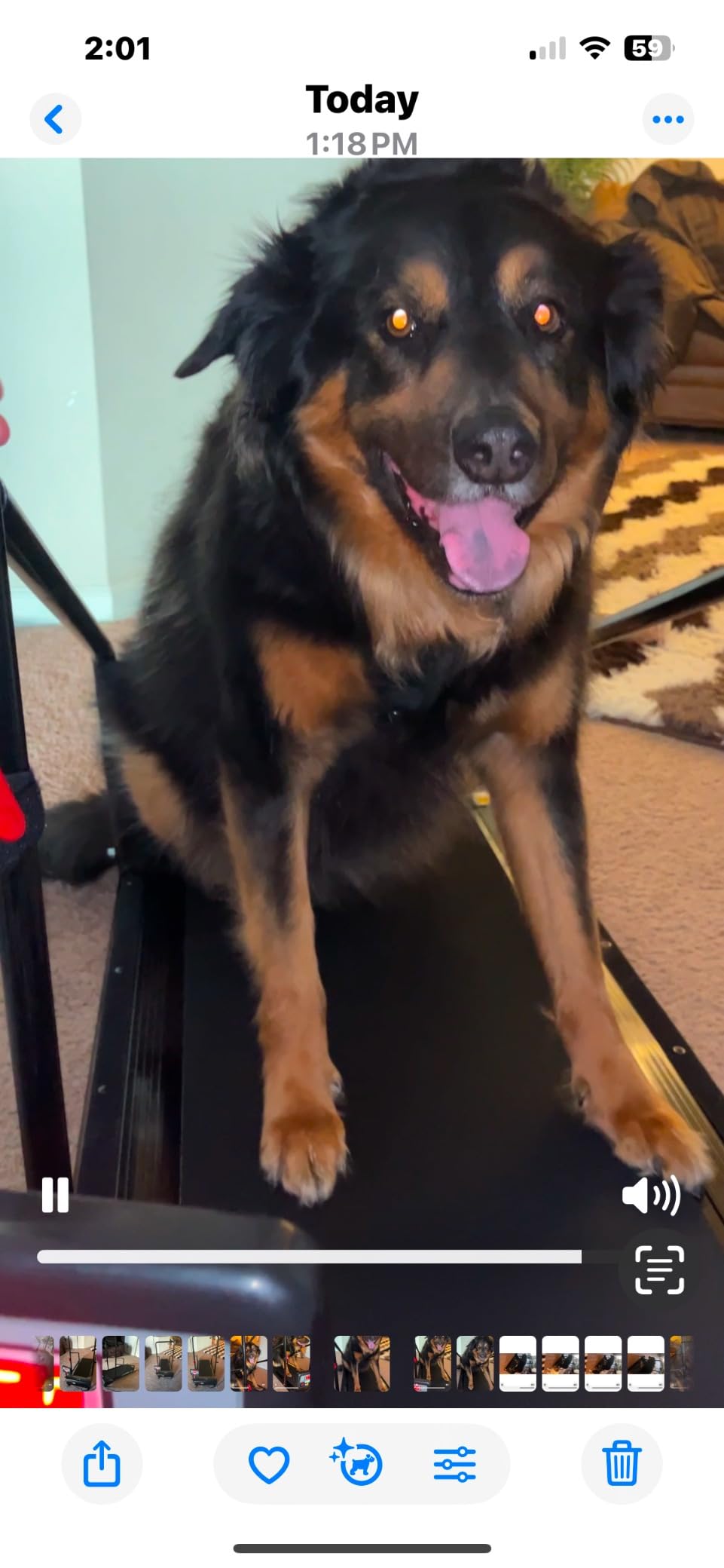 Lifepro PawRunner Dog Treadmill for Small Dogs, Dog Treadmill for Medium Dogs, Pet Treadmill for Dogs up to 130lbs, Dog Pacer Treadmill Indoor Dog Running Machine, Small Dog Treadmill for Dog Fitness customer photo 1