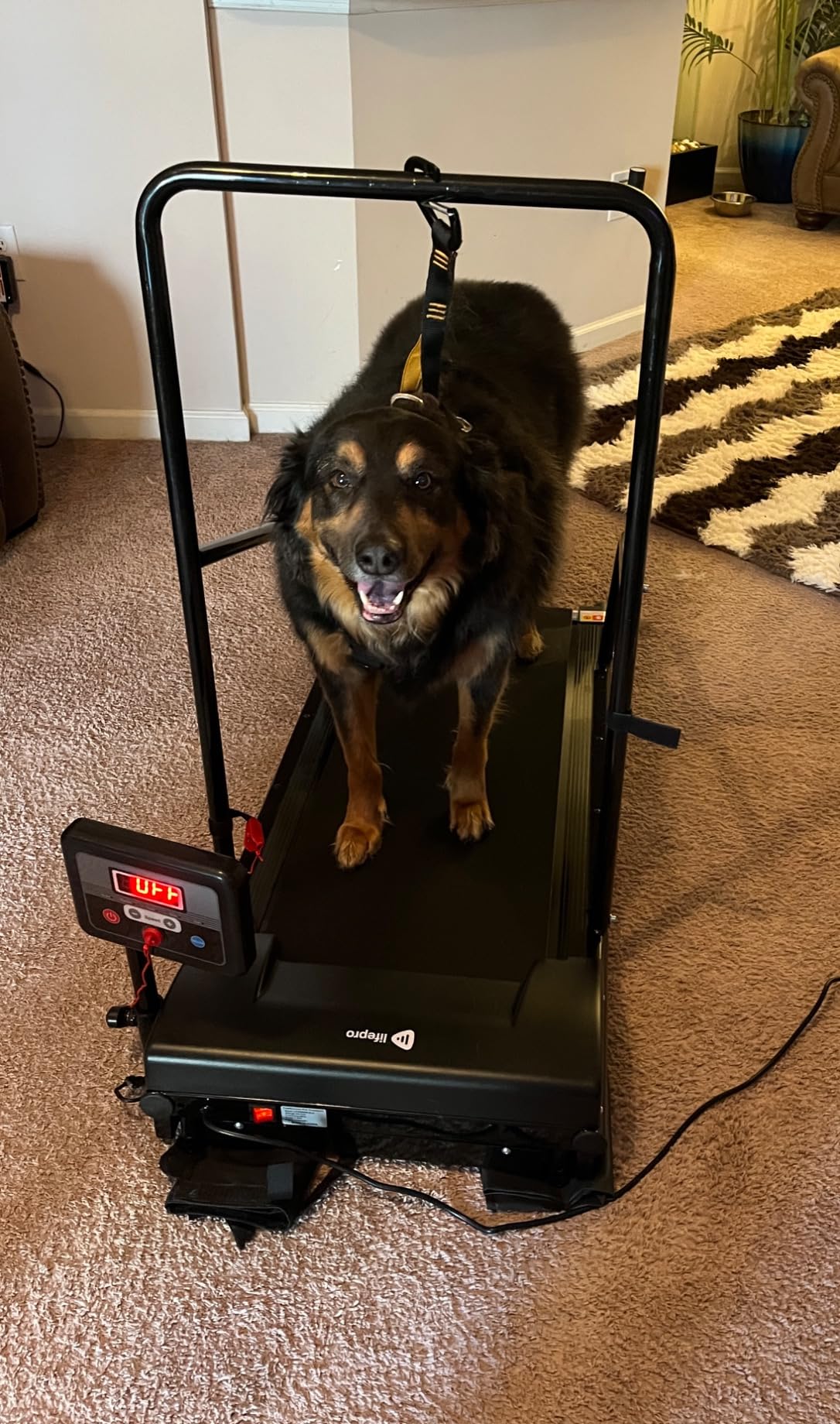 Lifepro PawRunner Dog Treadmill for Small Dogs, Dog Treadmill for Medium Dogs, Pet Treadmill for Dogs up to 130lbs, Dog Pacer Treadmill Indoor Dog Running Machine, Small Dog Treadmill for Dog Fitness customer photo 2