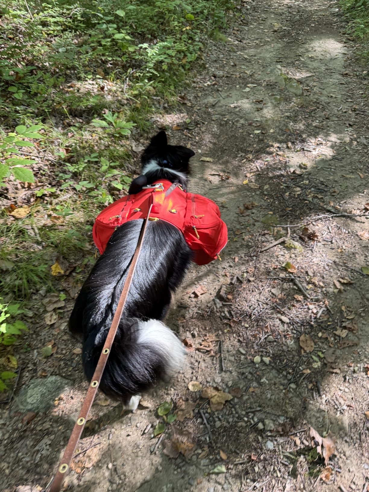 Ruffwear Palisades Dog Backpack, Multi-Day Pack with Removable Saddlebags & 2x1L Hydration Bladders, Cross-Load Compression, Breathable Adjustable Harness, Reflective Trim, Red Sumac, Small customer photo 1