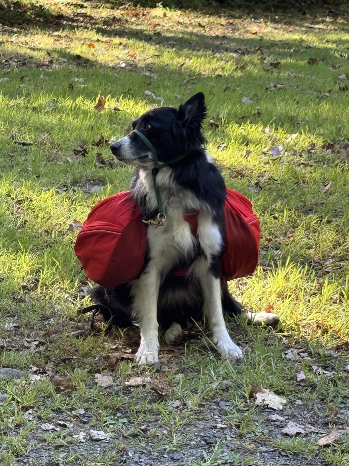 Ruffwear Palisades Dog Backpack, Multi-Day Pack with Removable Saddlebags & 2x1L Hydration Bladders, Cross-Load Compression, Breathable Adjustable Harness, Reflective Trim, Red Sumac, Small customer photo 2