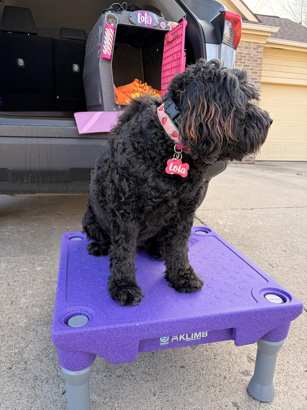 Blue-9 Pet Products KLIMB Dog Training Platform and Agility System, Durable and Portable for Indoor or Outdoor Use, Made in The USA, Blue customer photo 1