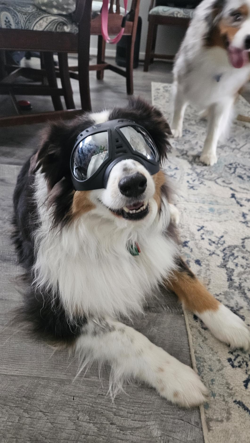 PETLESO Large Dog Goggles Pet Eyes Protection for Medium to Large Breed, Windproof Snowproof UVproof Dog Sunglasses for Outdoor Hiking/Cycling/Driving, Soft Frame Adjustable Straps, Clear Blue Lens customer photo 1
