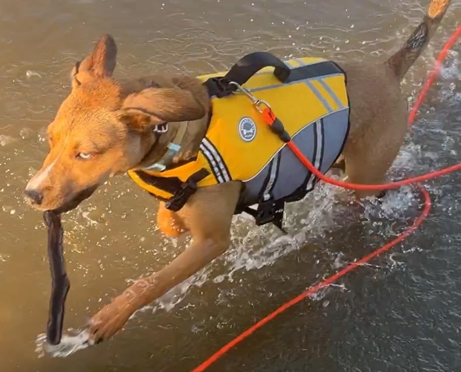 VIVAGLORY Sports Style Dog Life Vest, Dog Life Jacket for Swimming & Boating, Ripstop & Buoyancy for Puppy Doggy, Lifejacket with Handle, XL, Blue customer photo 2
