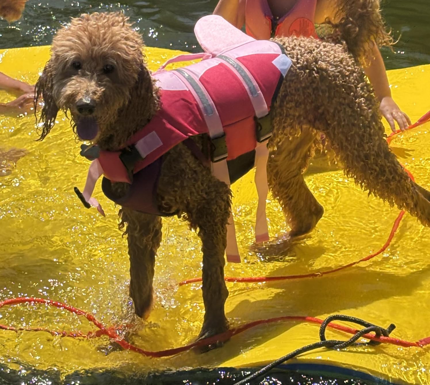 AOFITEE Dog Life Jacket, Dog Life Vest for Swimming, High Flotation Large Dogs Swim Vest with Rescue Handle and Reflective Stripe, Dogs Lifesaver Swimsuit for Boating Summer Pool Beach, Blue Shark XL customer photo 1